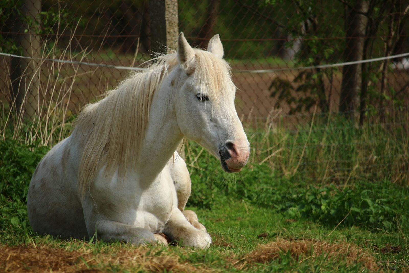 Canon EOS 100D (EOS Rebel SL1 / EOS Kiss X7) sample photo. Horse, mold, sleep photography
