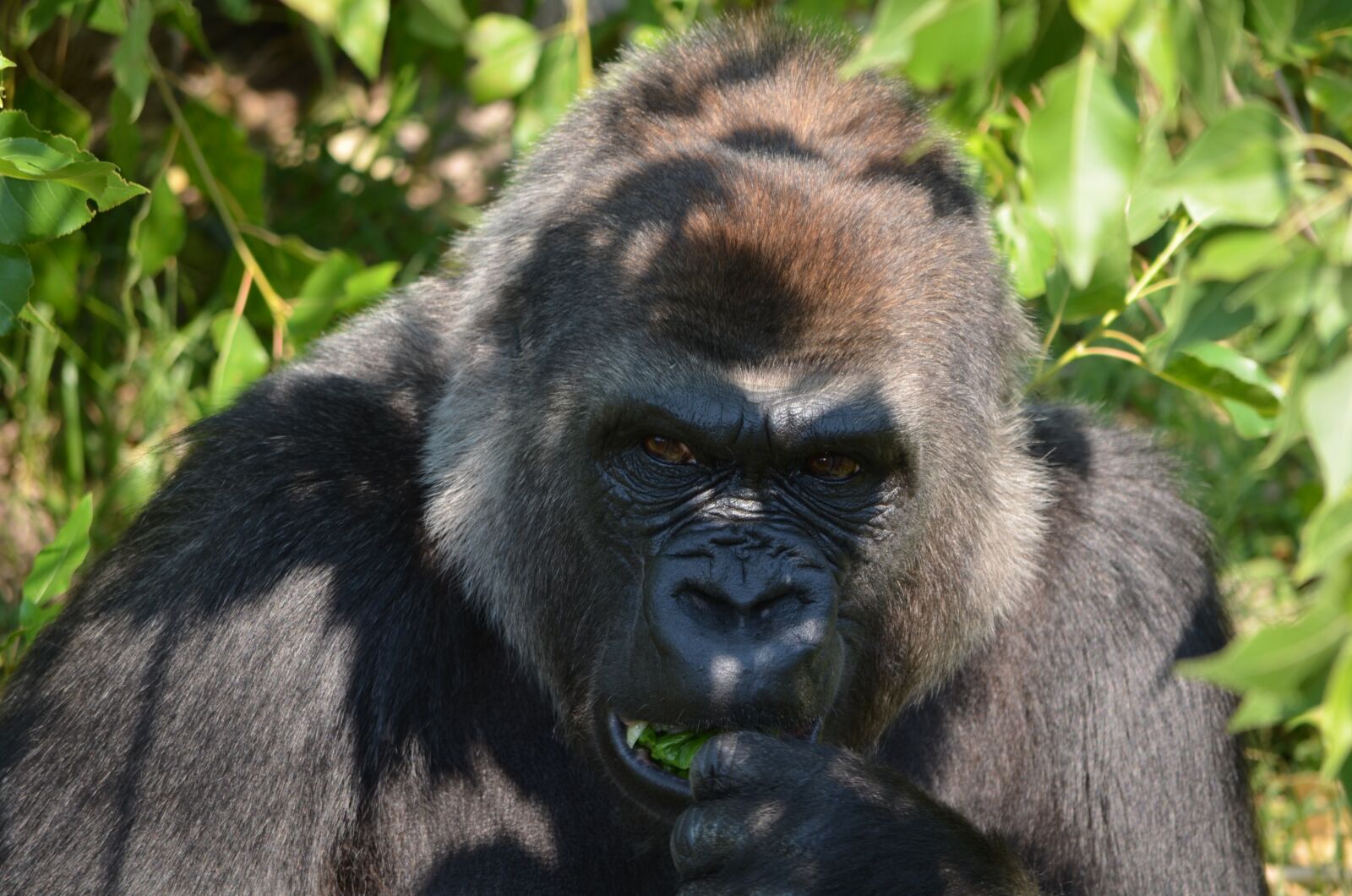 Nikon D5100 sample photo. Gorilla, ape, zoo photography