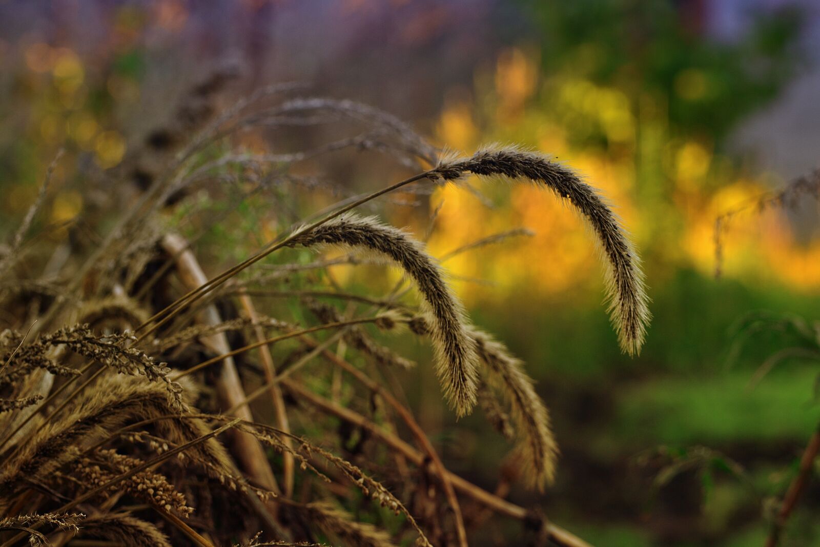 Nikon D3100 sample photo. Dried herbs, cut grass photography