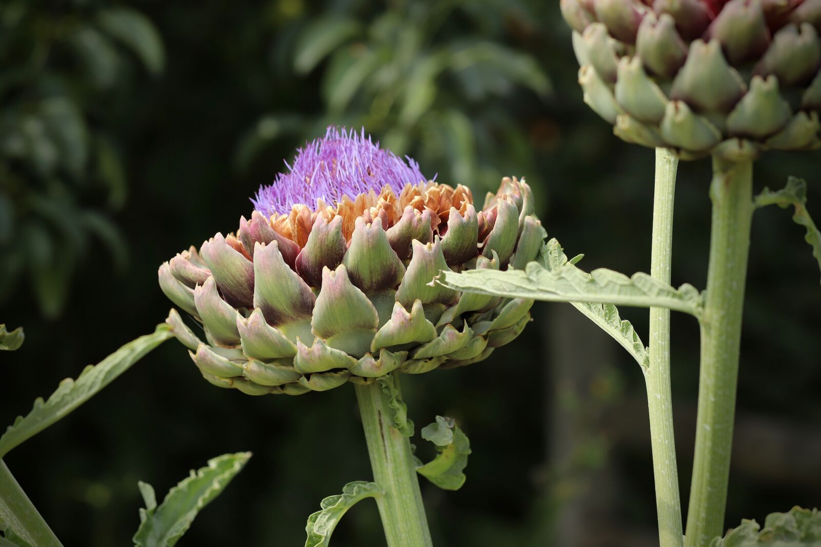 Canon EOS 800D (EOS Rebel T7i / EOS Kiss X9i) sample photo. Artichoke, blossom, bloom photography