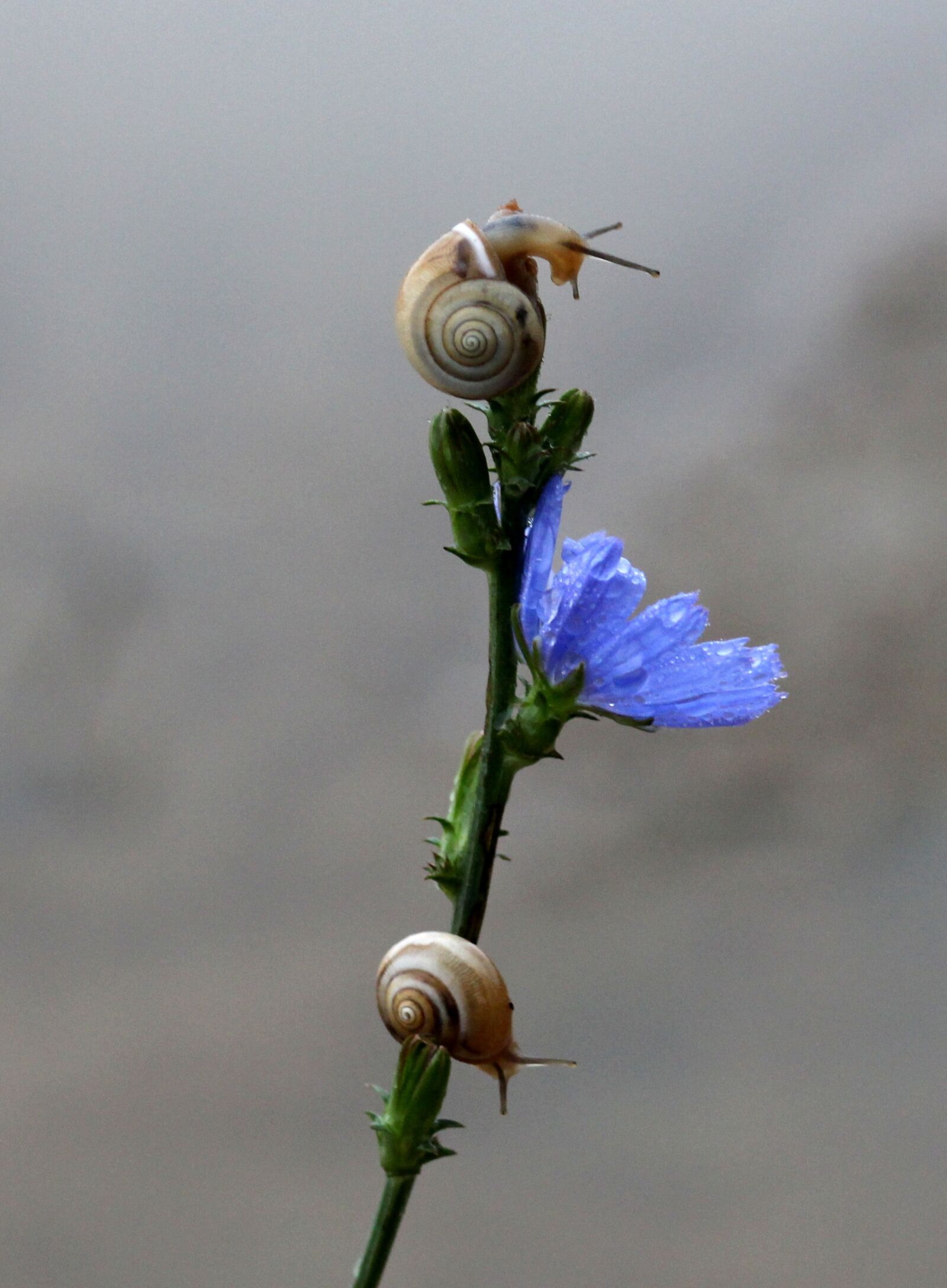 Canon EOS 700D (EOS Rebel T5i / EOS Kiss X7i) + Canon EF 85mm F1.8 USM sample photo. Snails, flower, blue photography