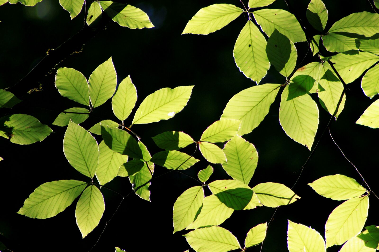 Canon EOS 500D (EOS Rebel T1i / EOS Kiss X3) sample photo. Leaves, reverse light, green photography