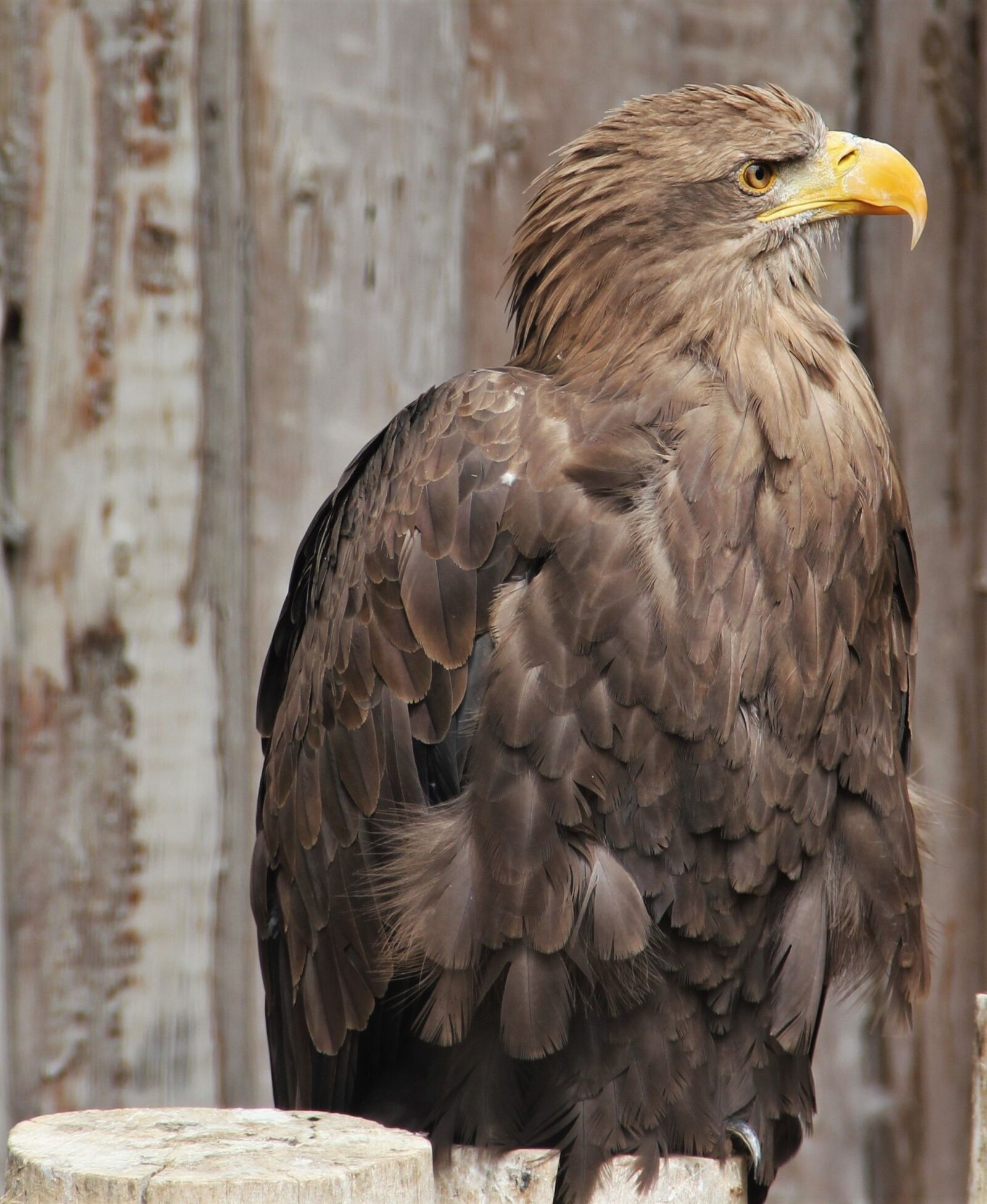 Canon EOS 550D (EOS Rebel T2i / EOS Kiss X4) sample photo. White tailed eagle, adler photography
