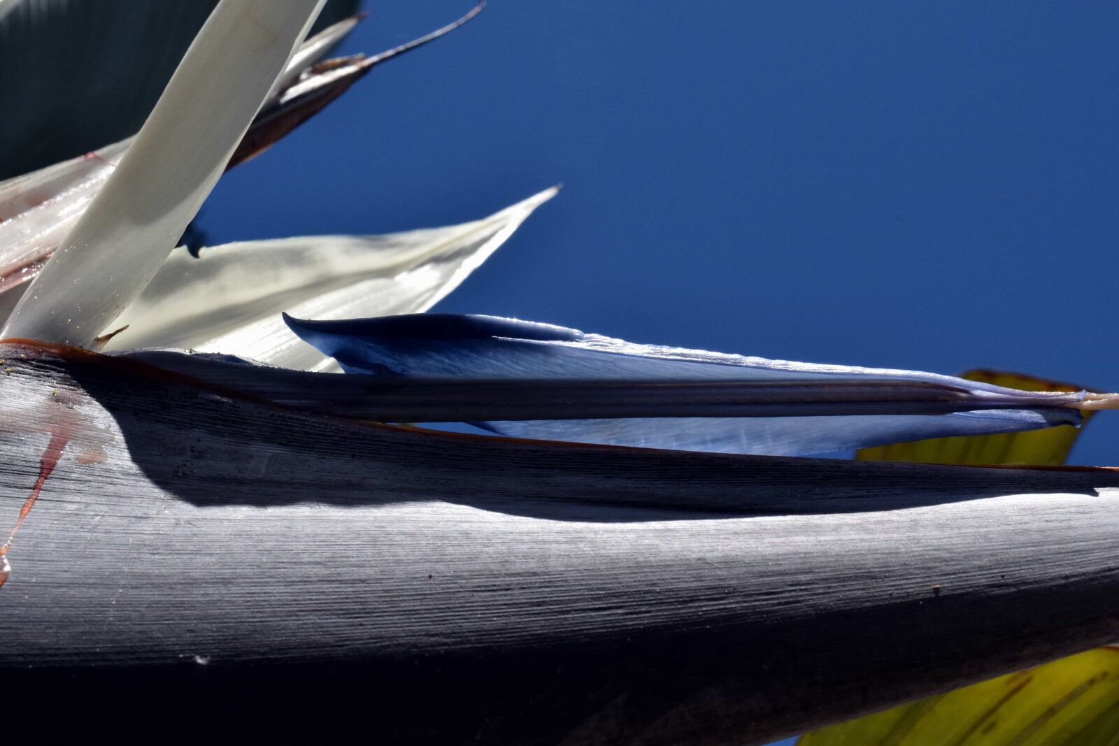 Nikon D3300 sample photo. Blue sky, plant, tree photography