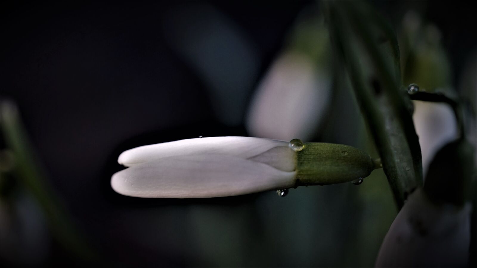 Sony a6000 sample photo. Snowdrop, water droplets, tiny photography