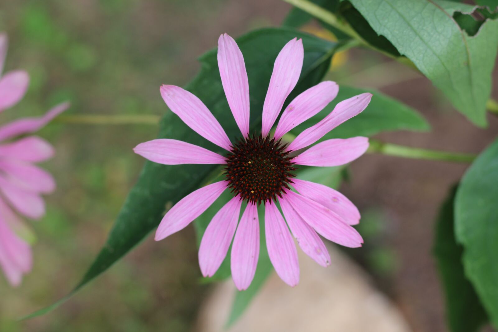 Canon EOS 1200D (EOS Rebel T5 / EOS Kiss X70 / EOS Hi) sample photo. Echinacea, purple, thorny photography