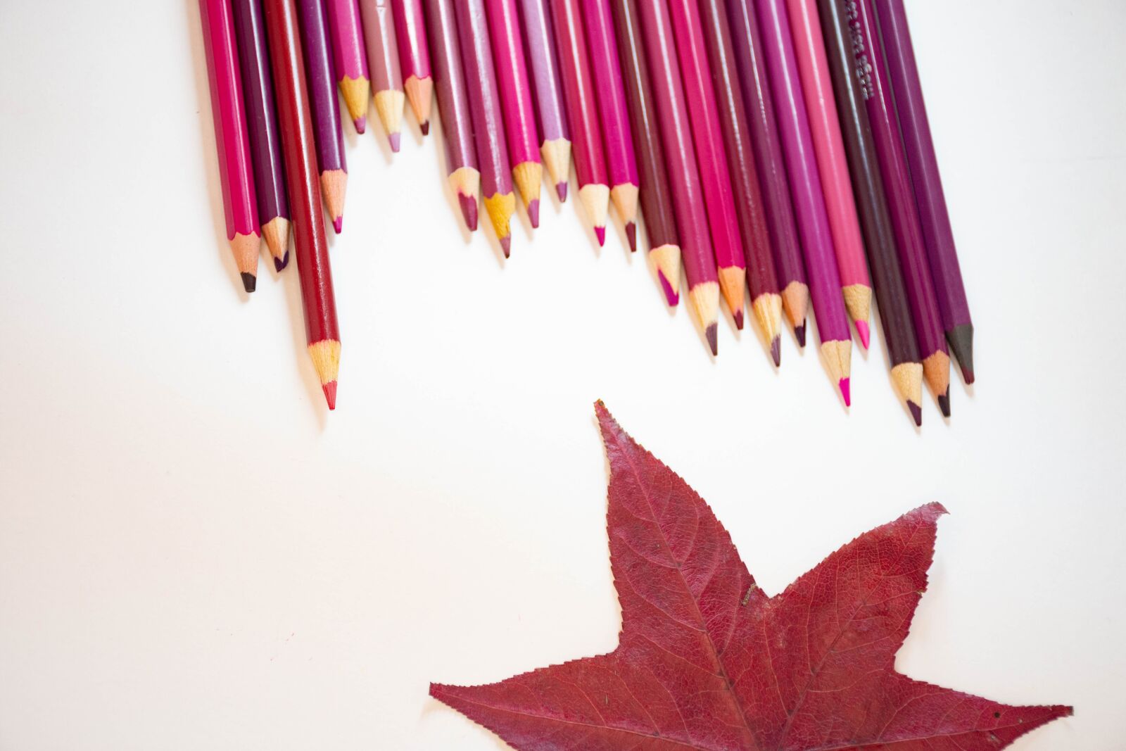 Nikon D7200 sample photo. Pencils, leaves, floral photography