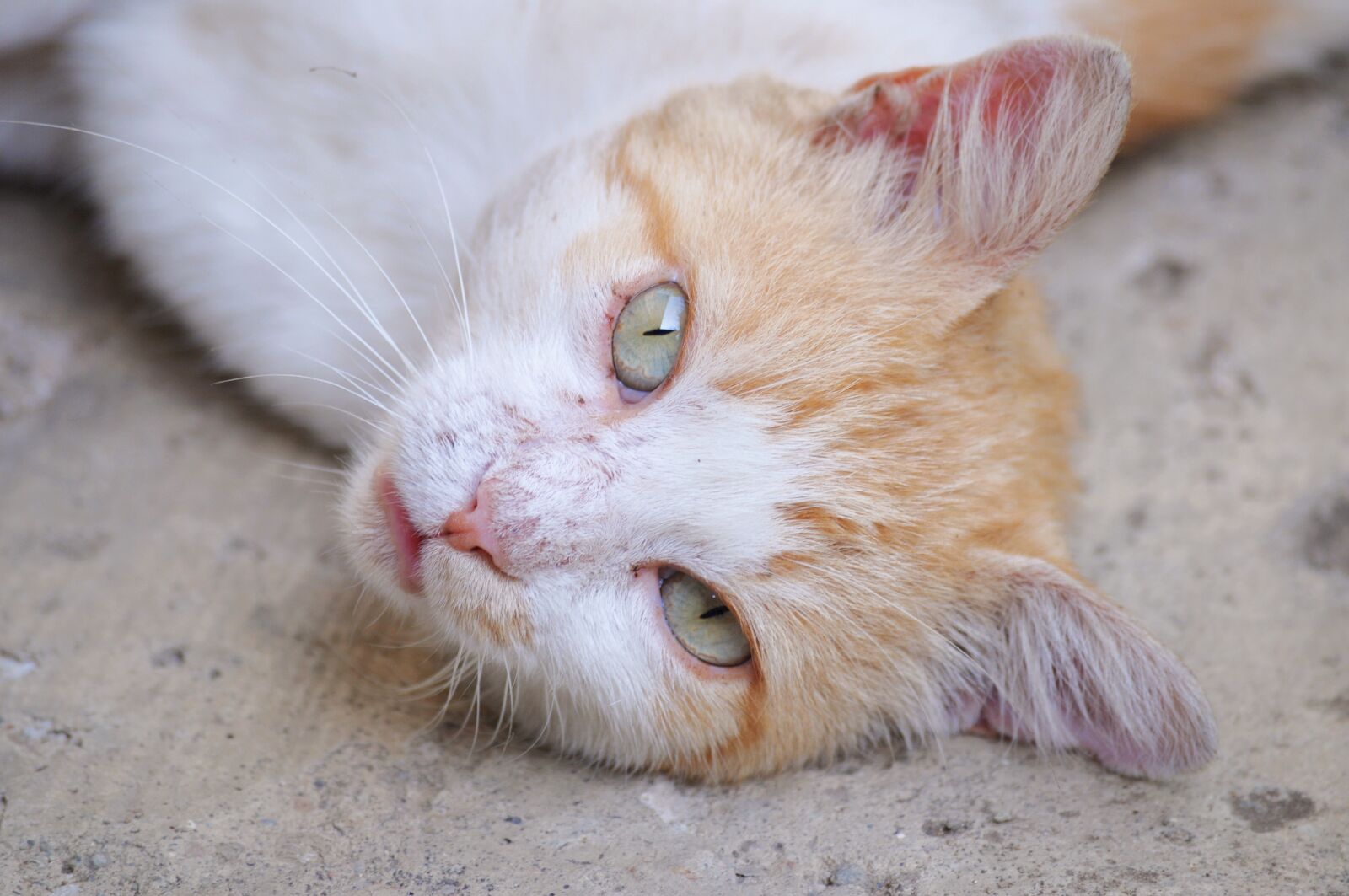 Nikon D5000 sample photo. Cat, orange, head photography