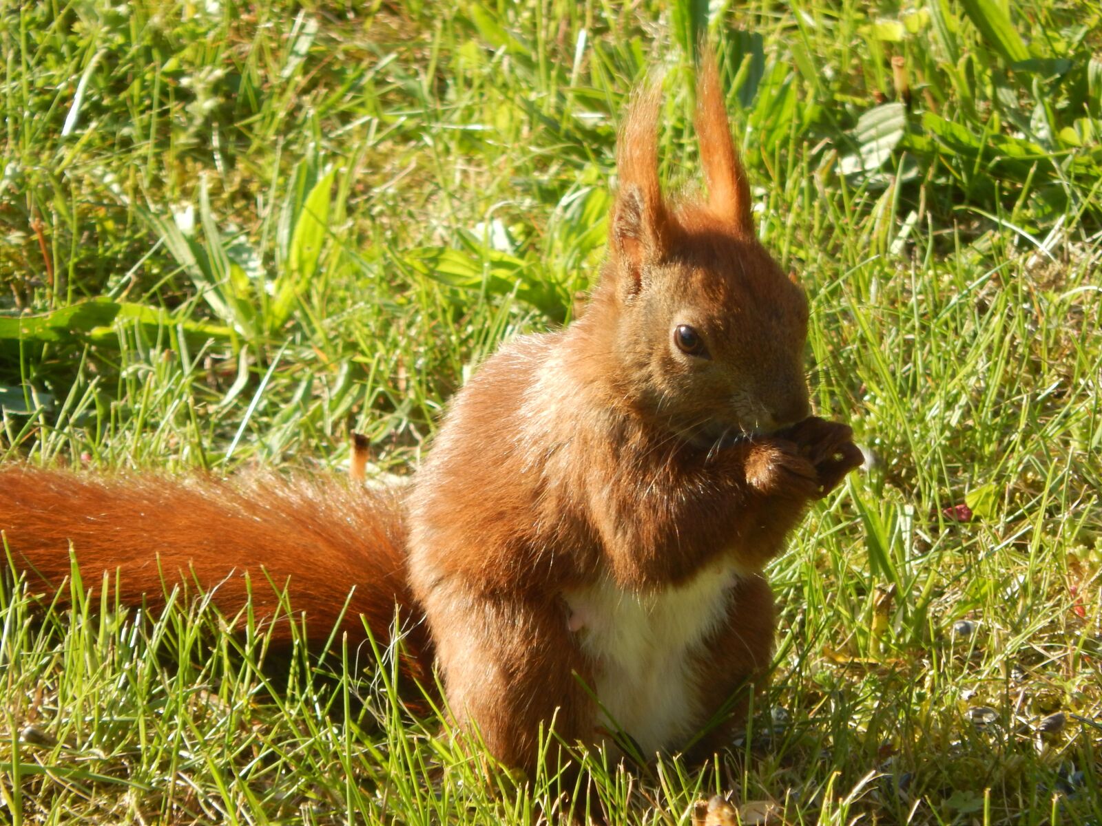 Nikon Coolpix L820 sample photo. Squirrel, small animal, furry photography