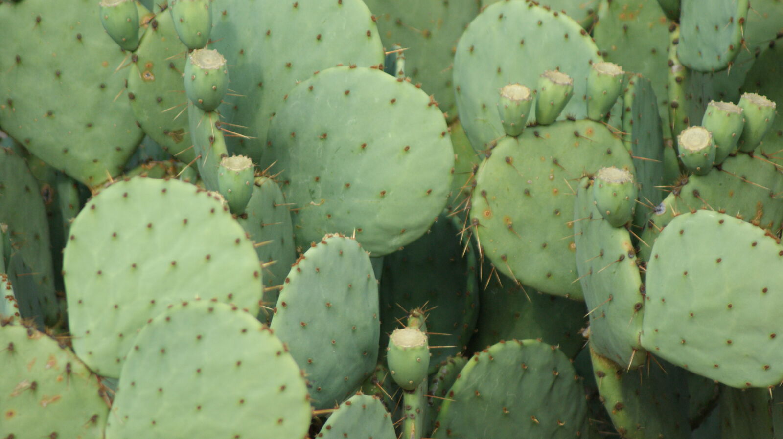 Sony 75-300mm F4.5-5.6 sample photo. Cactus, green photography