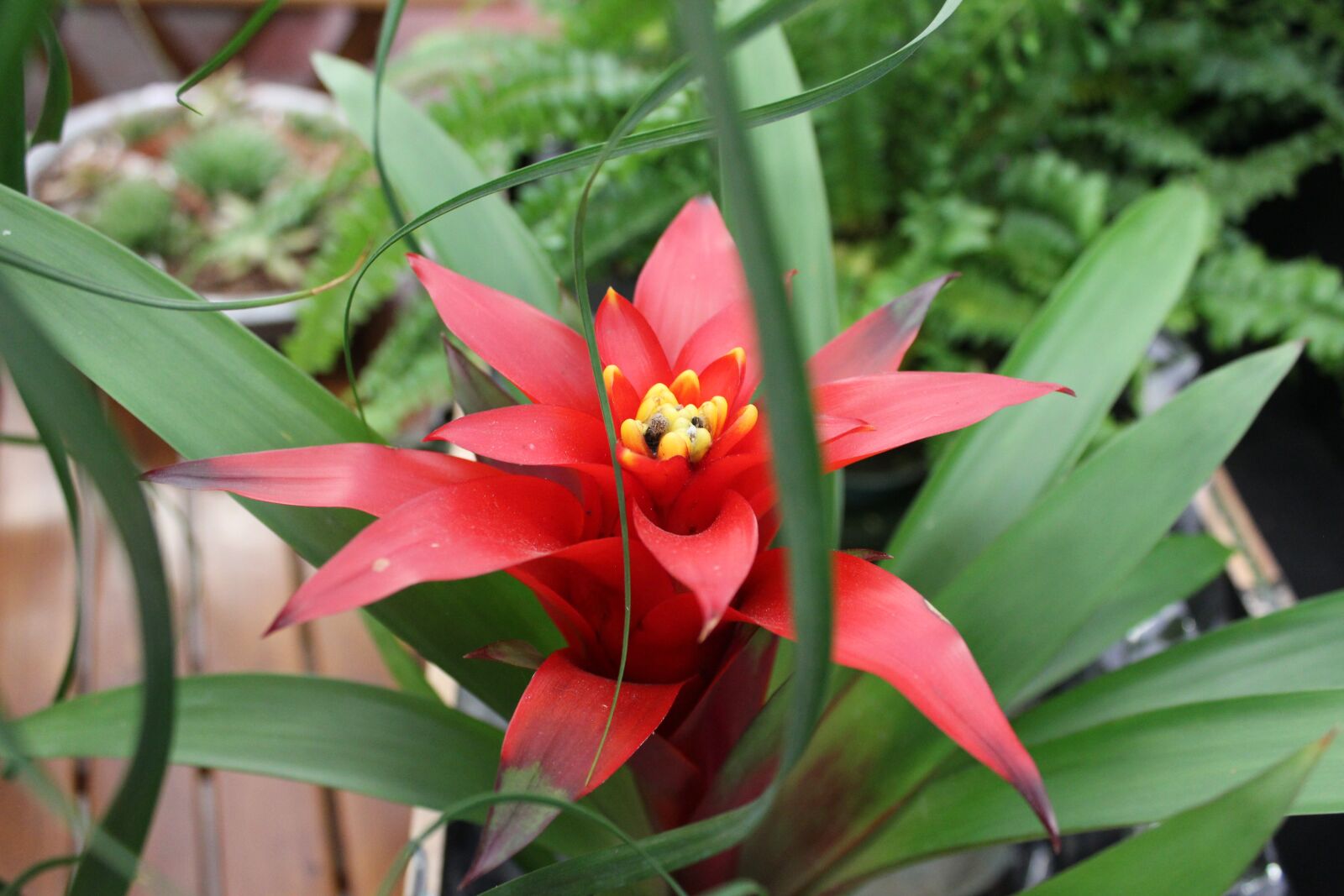 Canon EOS 600D (Rebel EOS T3i / EOS Kiss X5) sample photo. Flower, botany, nature photography