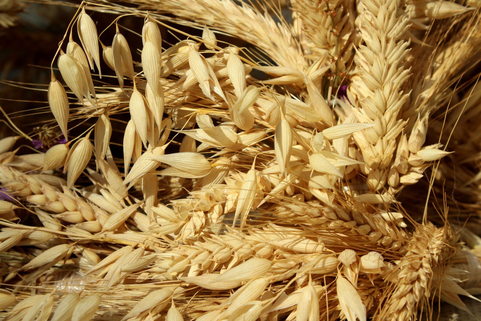 Canon EOS 1200D (EOS Rebel T5 / EOS Kiss X70 / EOS Hi) sample photo. Corn, ears, agriculture photography