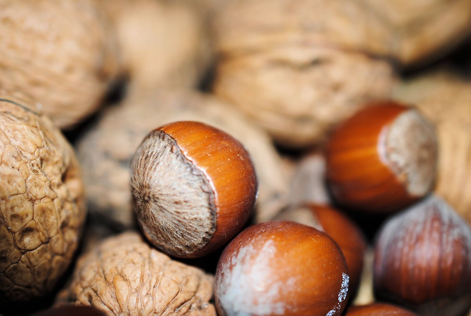 Nikon D3000 sample photo. Nuts, christmas, hazelnut photography