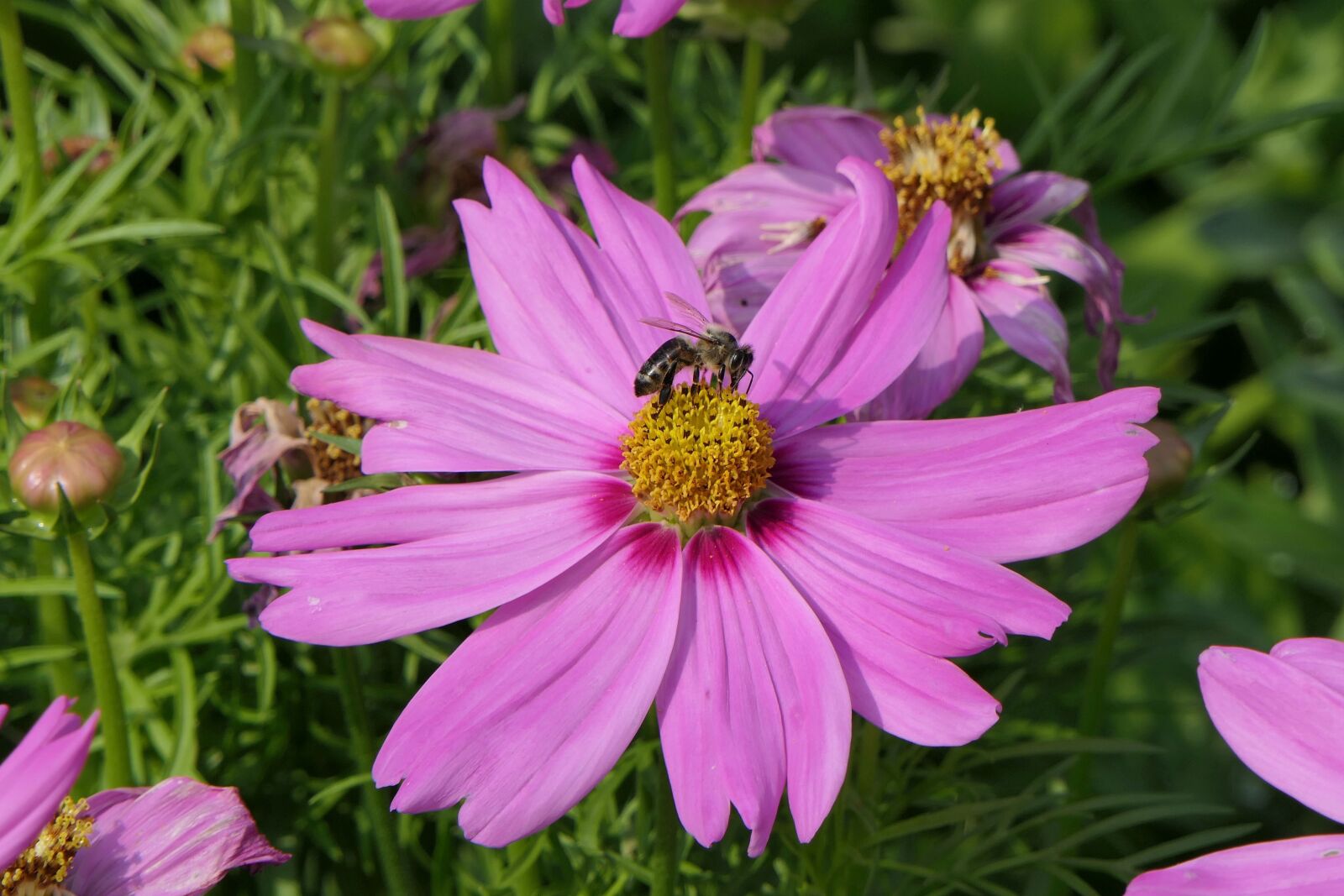 Panasonic Lumix DMC-FZ2500 (Lumix DMC-FZ2000) sample photo. Flower, pink flower, close photography