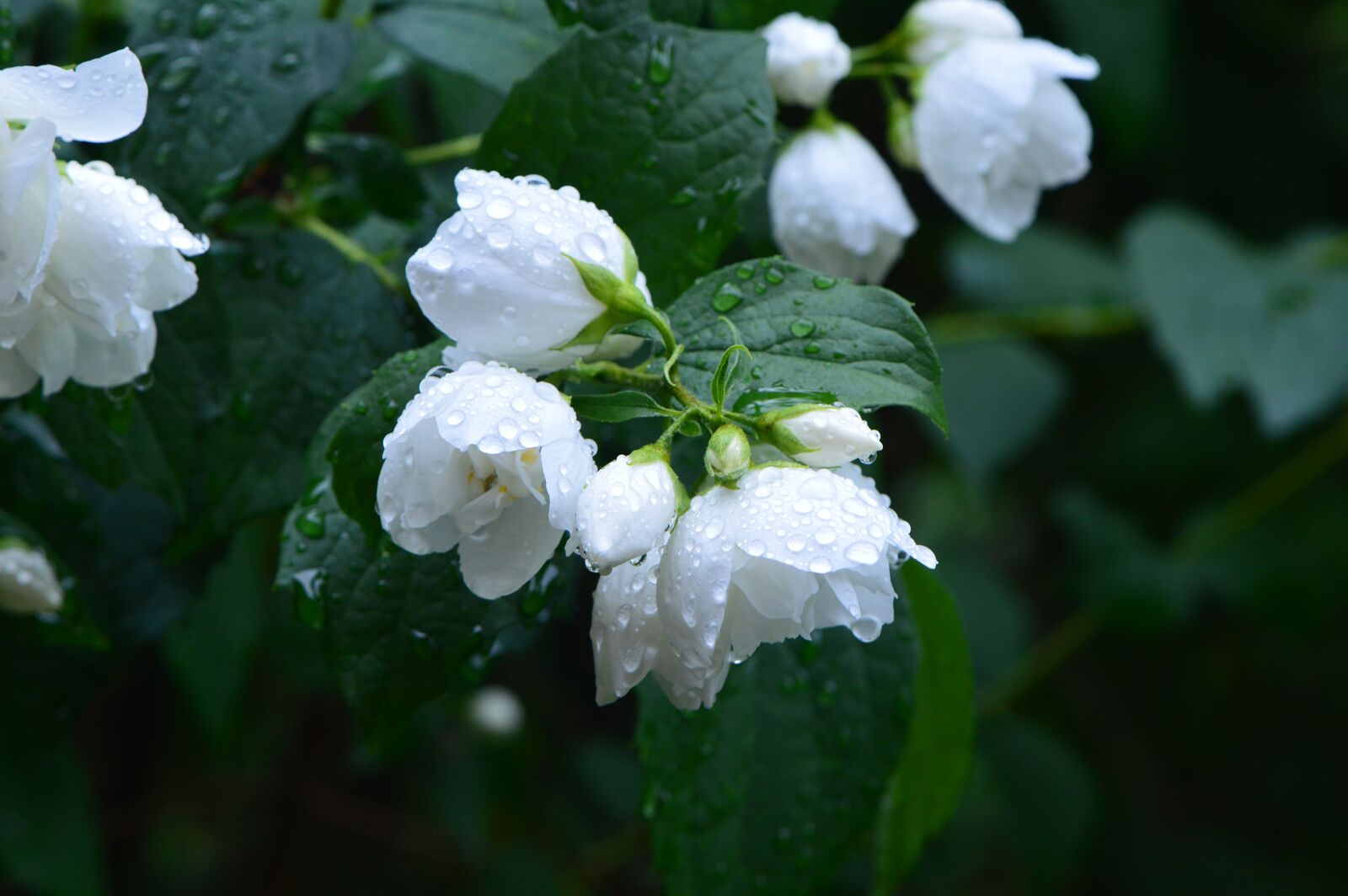 Nikon D3200 sample photo. Jasmin, plant, bush photography