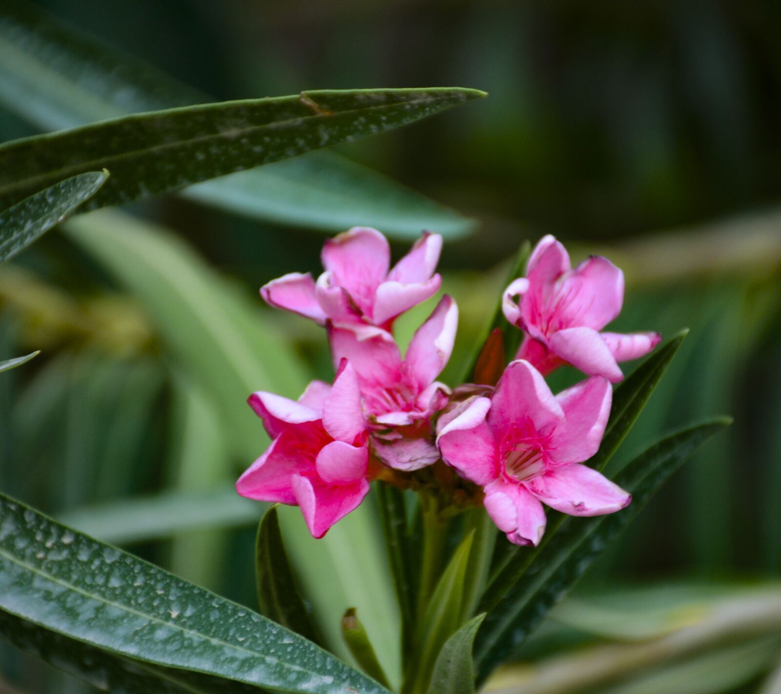 Nikon D7000 sample photo. Pink flower, garden, pink photography