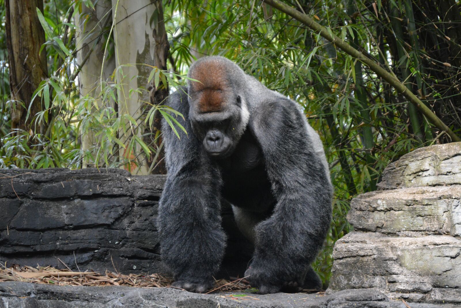 Nikon D5200 sample photo. Disney, gorilla, animal photography