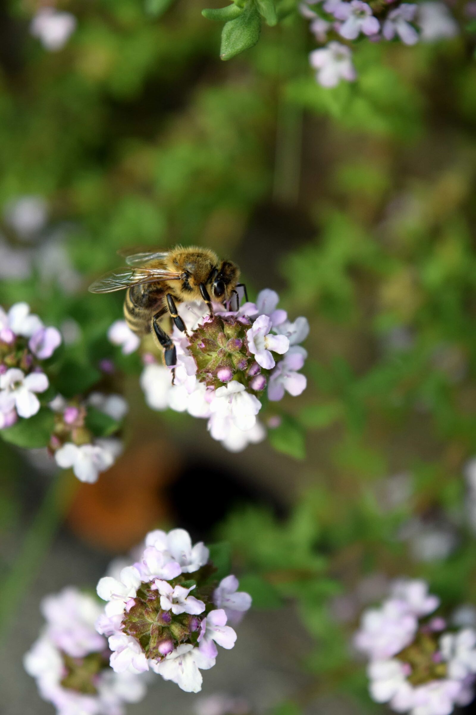 Nikon D3300 sample photo. Insect, nature, pollination, bee photography