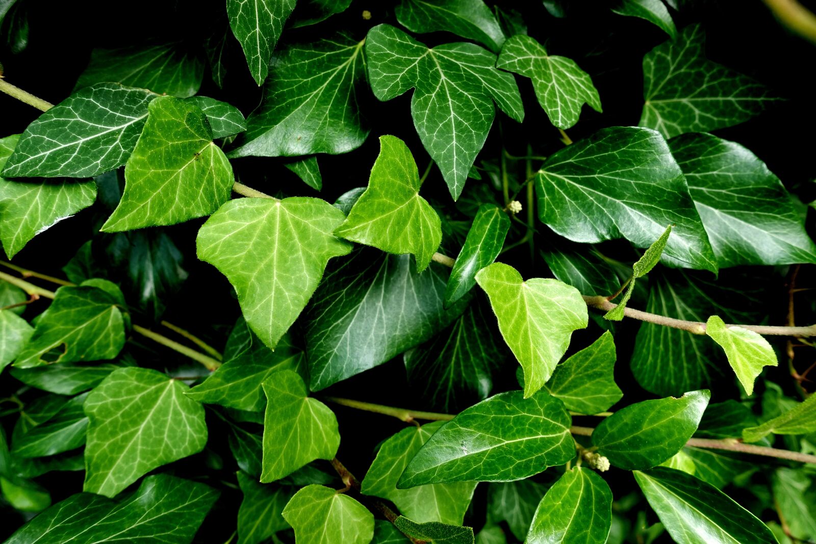 Sony DSC-RX100M5 sample photo. Ivy, plant, garden photography
