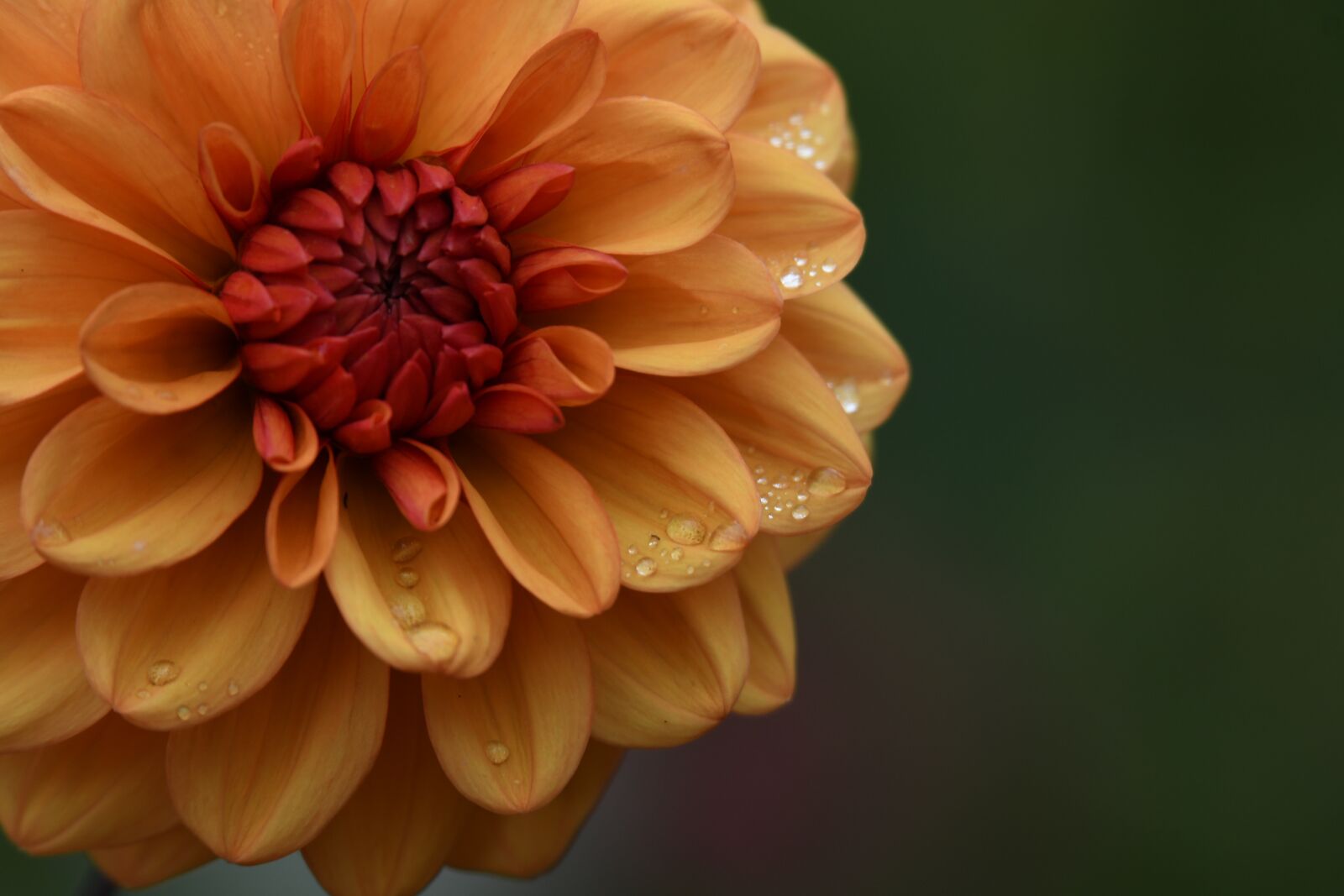 Nikon D500 sample photo. Dahlia, orange dahlia, morning photography
