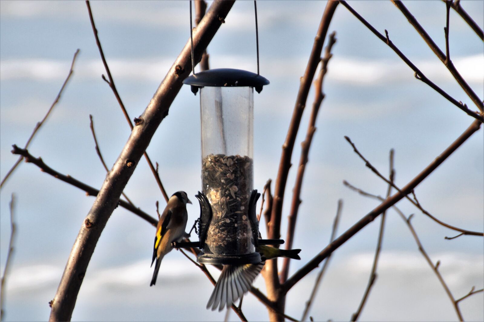 Sony SLT-A58 sample photo. Can, the feeder, feeding photography