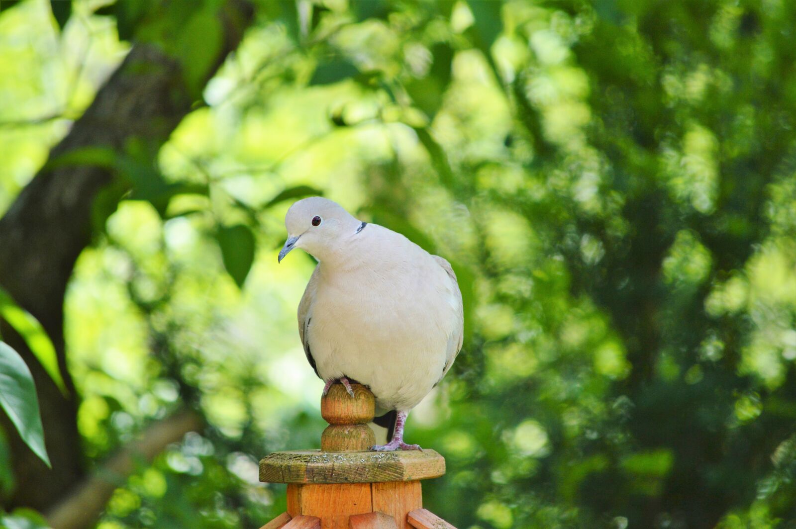 Nikon D3200 sample photo. Dove, bird, feather photography