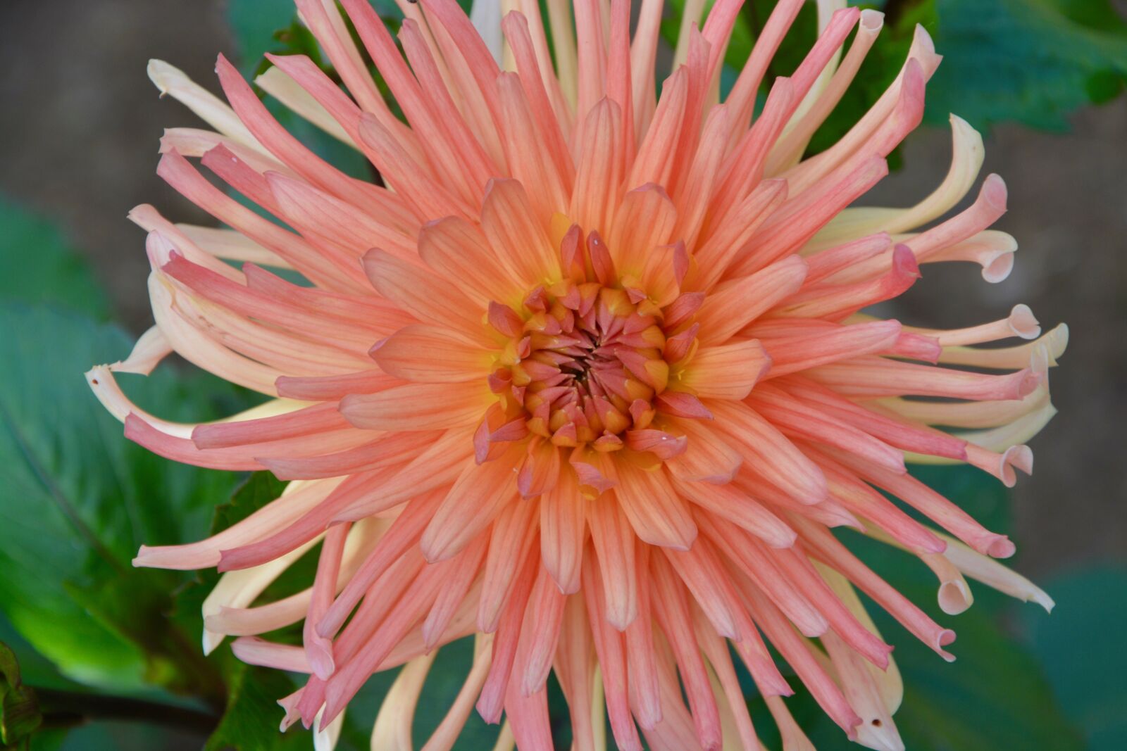 Nikon D5200 sample photo. Flowers, plants, flowering plant photography