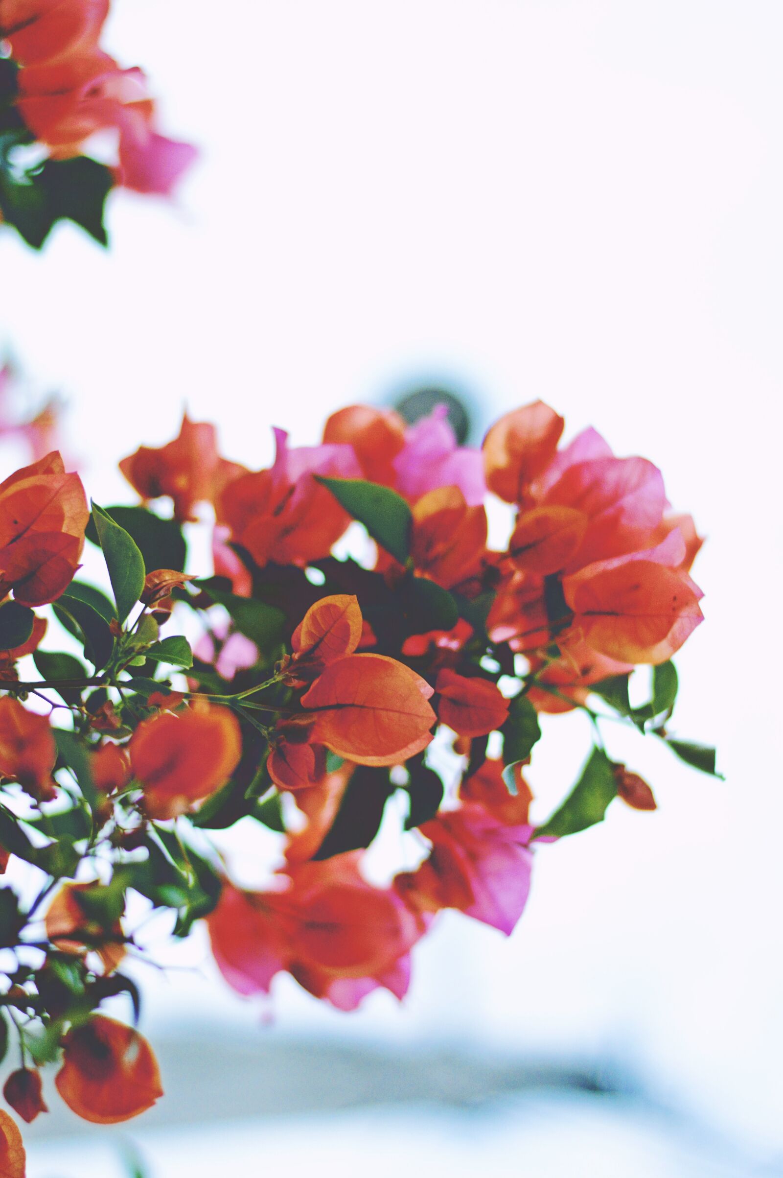 Nikon D3200 sample photo. Bougainvillea, flower, red photography