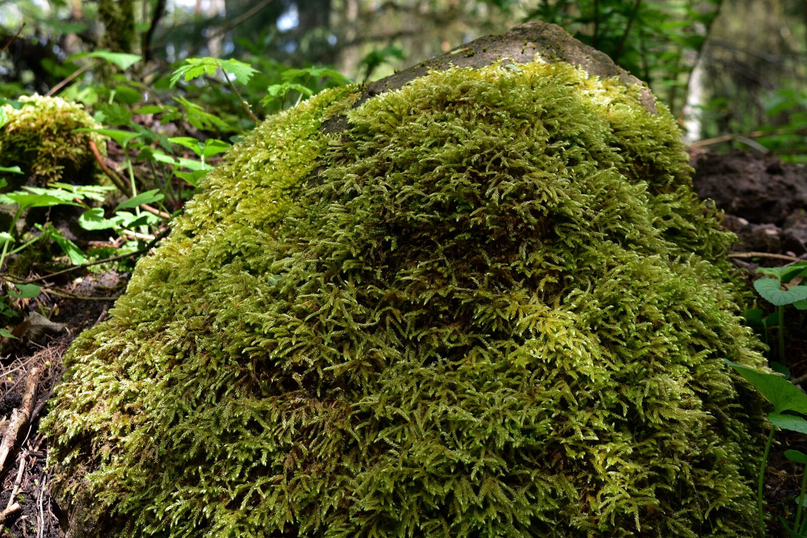 Nikon D3400 sample photo. Moss, nature, green photography