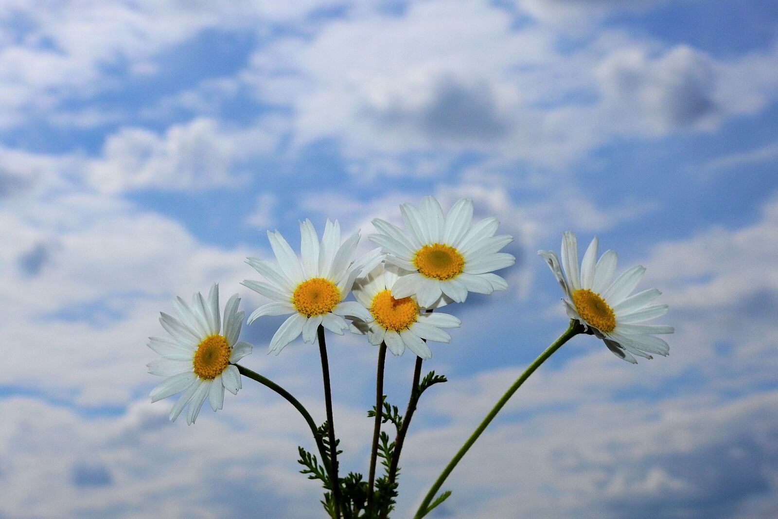 Nikon Coolpix P900 sample photo. Daisies, sky, clouds photography