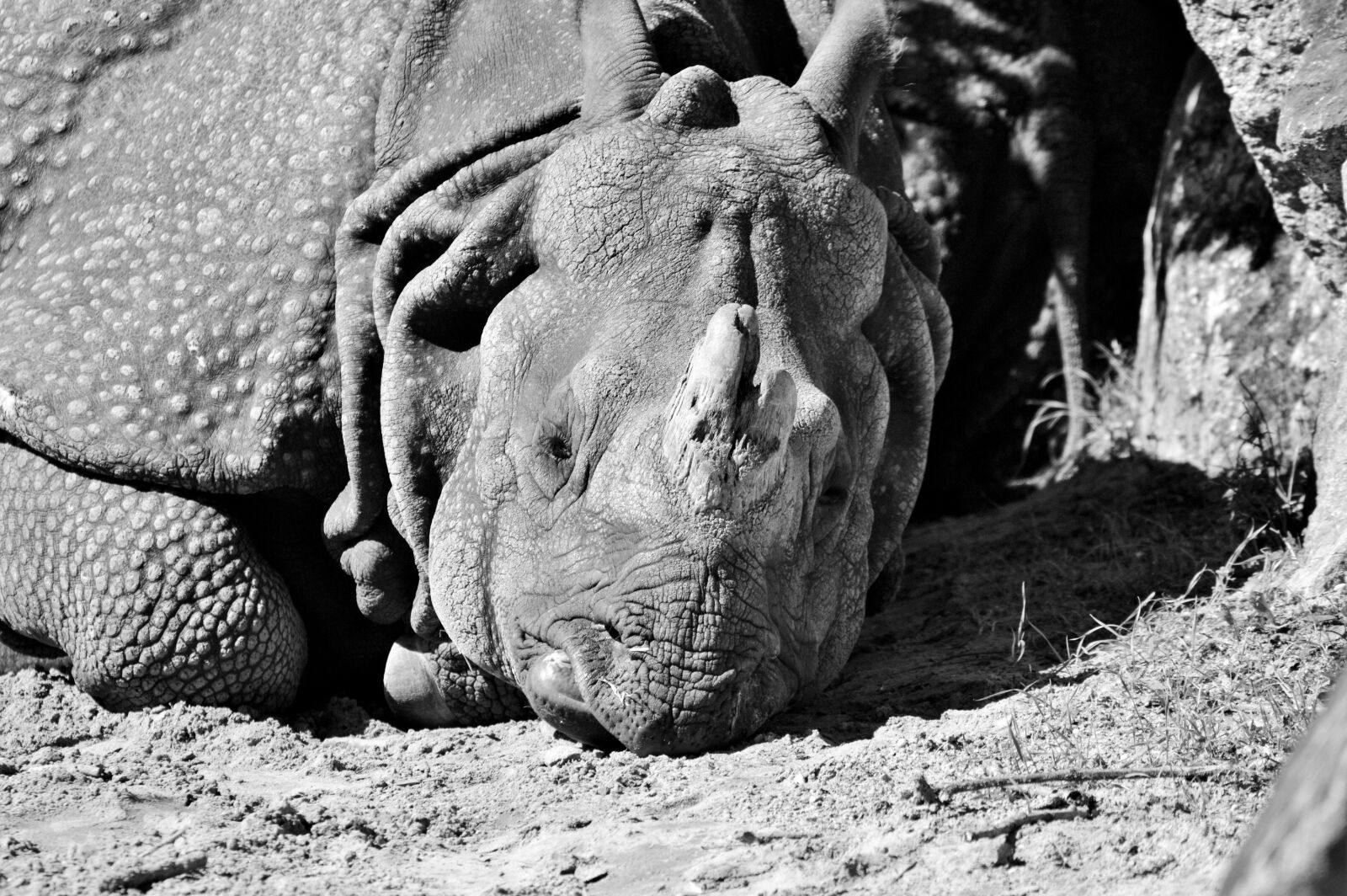 Nikon D3200 sample photo. Rhino, animal, mammal photography