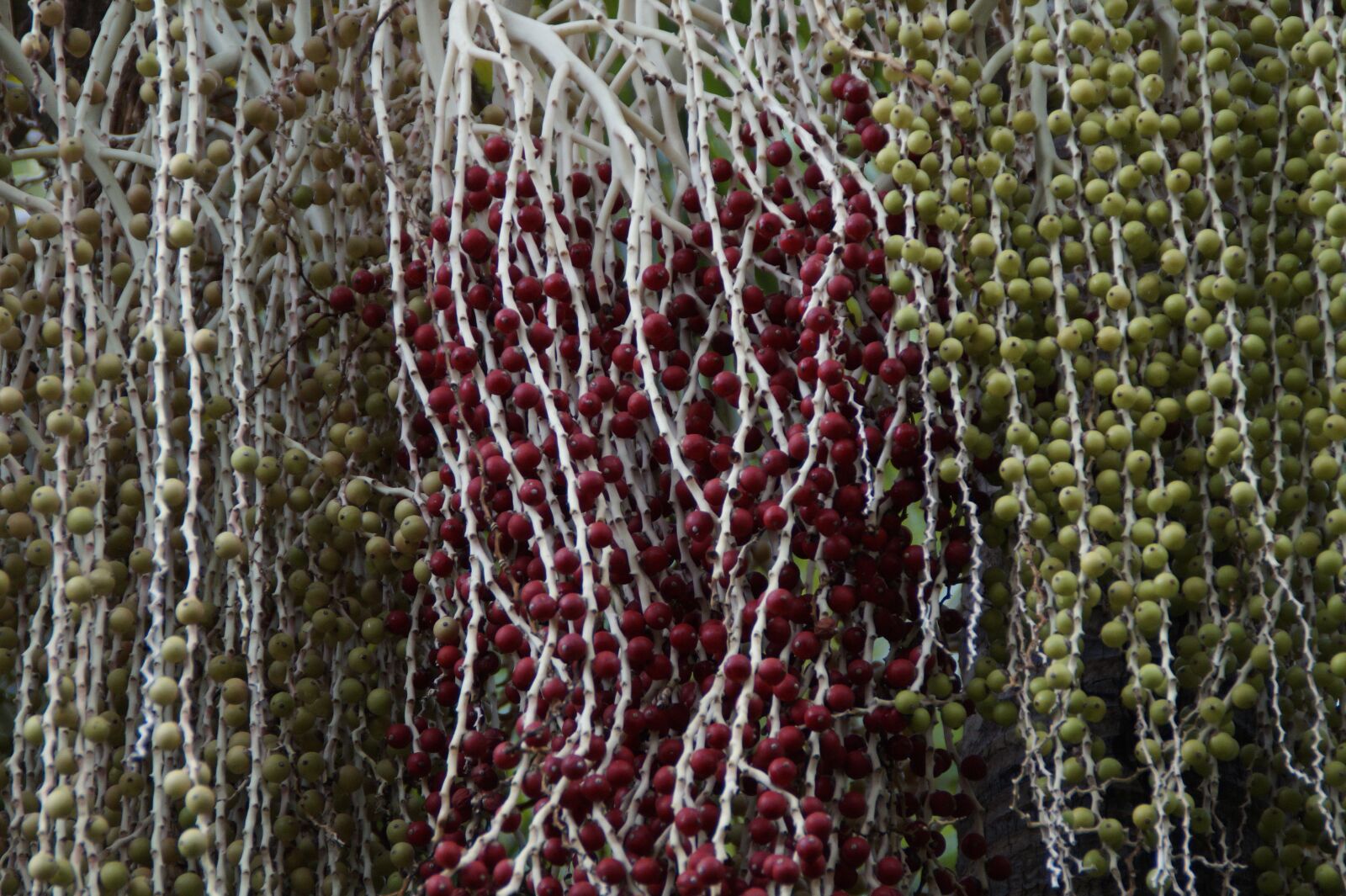 Sony SLT-A58 sample photo. Palm trees, fibers, seeds photography
