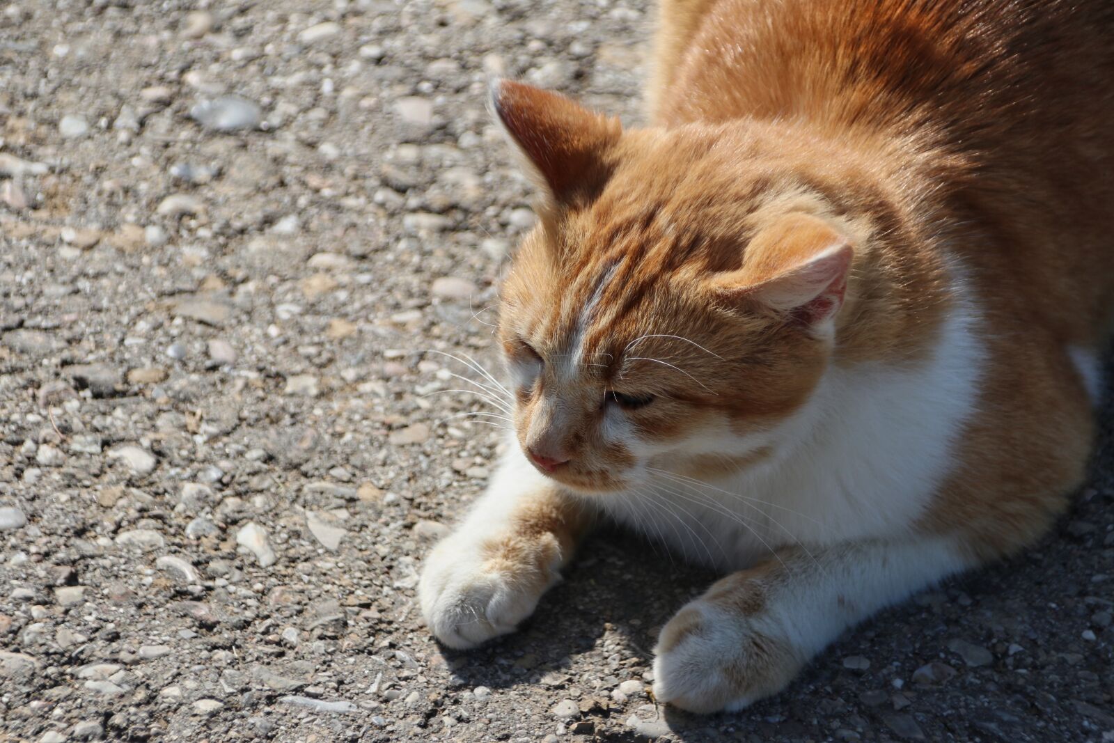 Canon EOS 80D sample photo. Cat, animal, pet photography