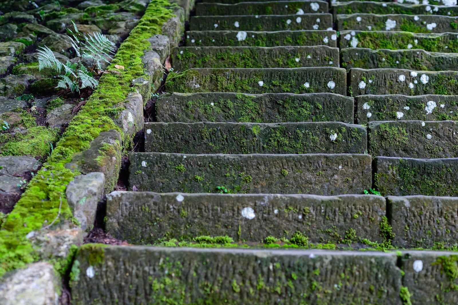 Nikon Df sample photo. Moss, steps, stairs photography