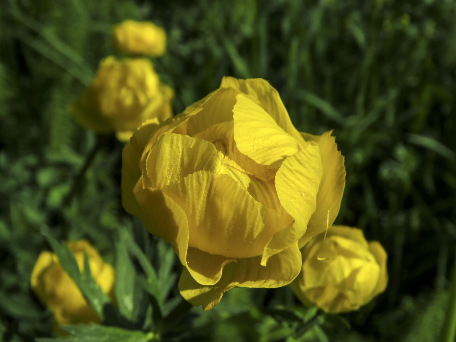 Canon PowerShot SX60 HS sample photo. Flower, european globe flower photography