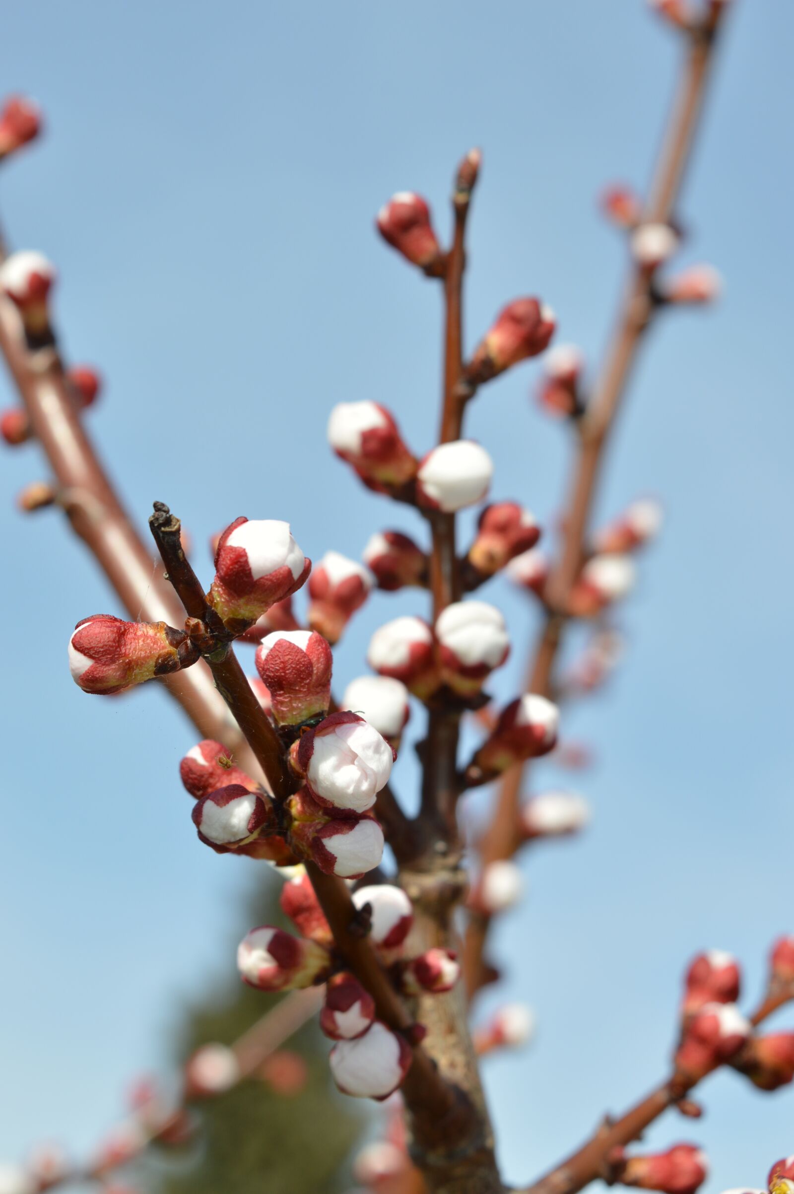 Nikon D3200 sample photo. Spring, flower, nature photography