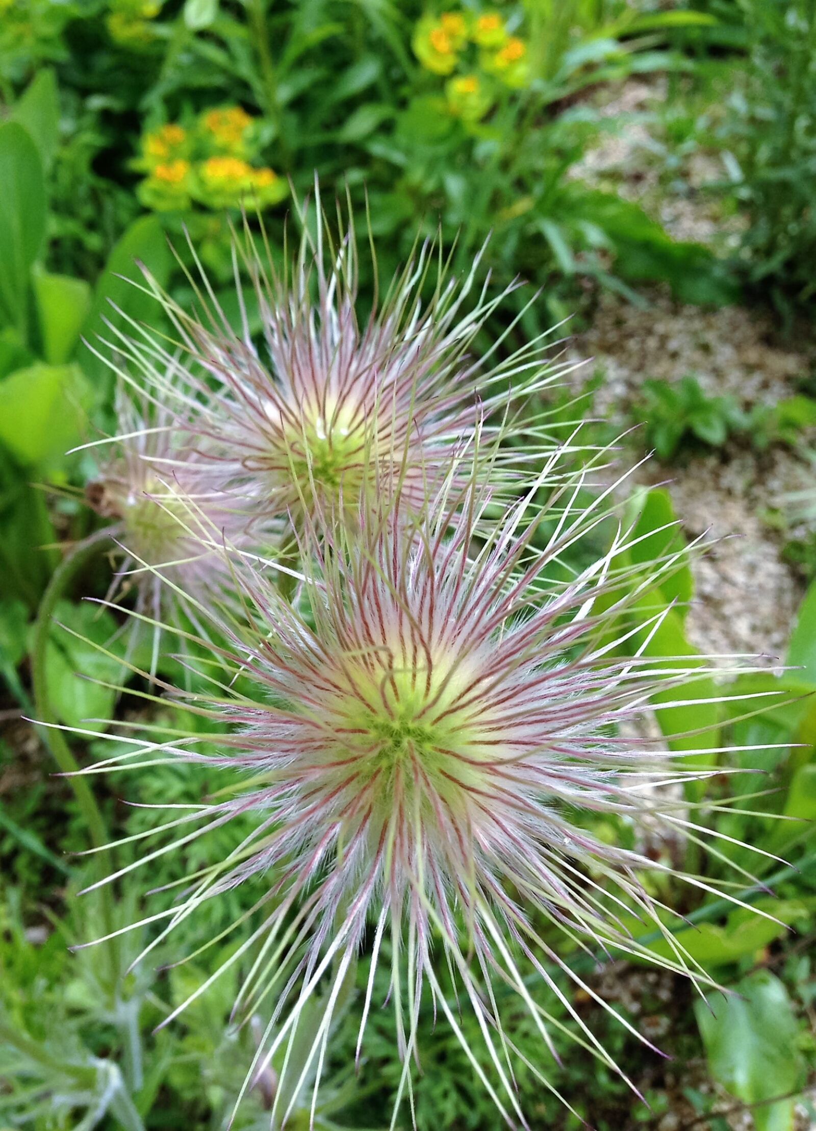 Apple iPhone 5 sample photo. Nature, spiky, spikes photography