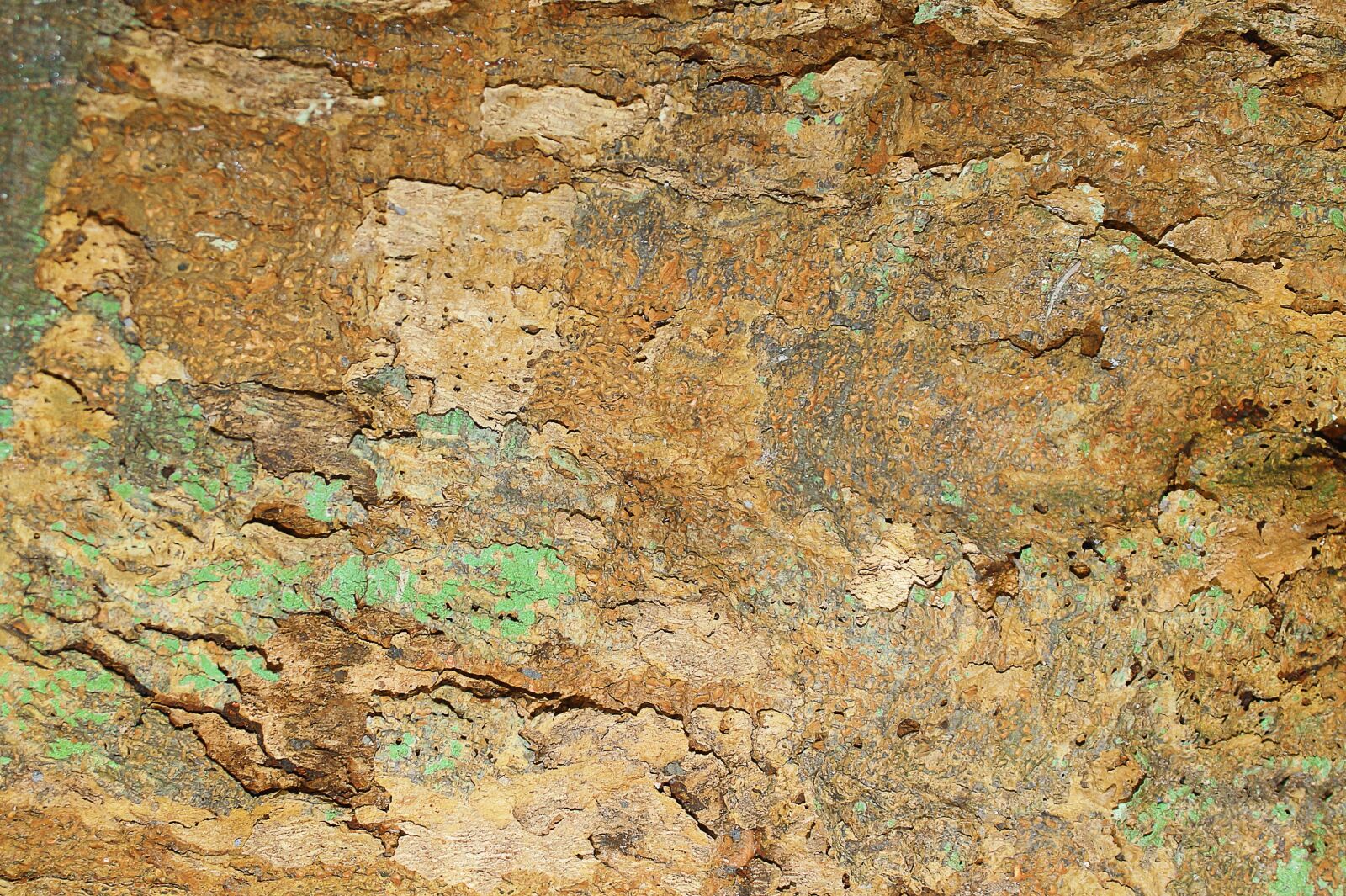 Canon EOS 1100D (EOS Rebel T3 / EOS Kiss X50) sample photo. Wood, texture, tree photography
