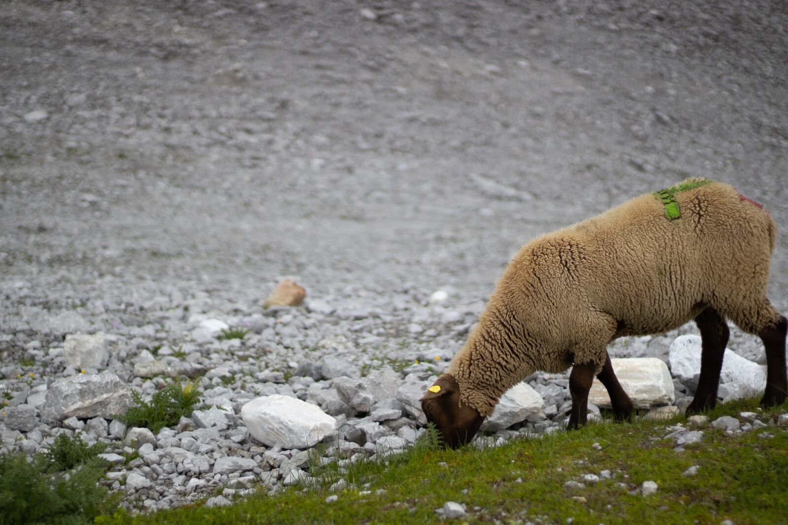 Canon EF 50mm F1.8 STM sample photo. Grazing brown sheep, sheep photography