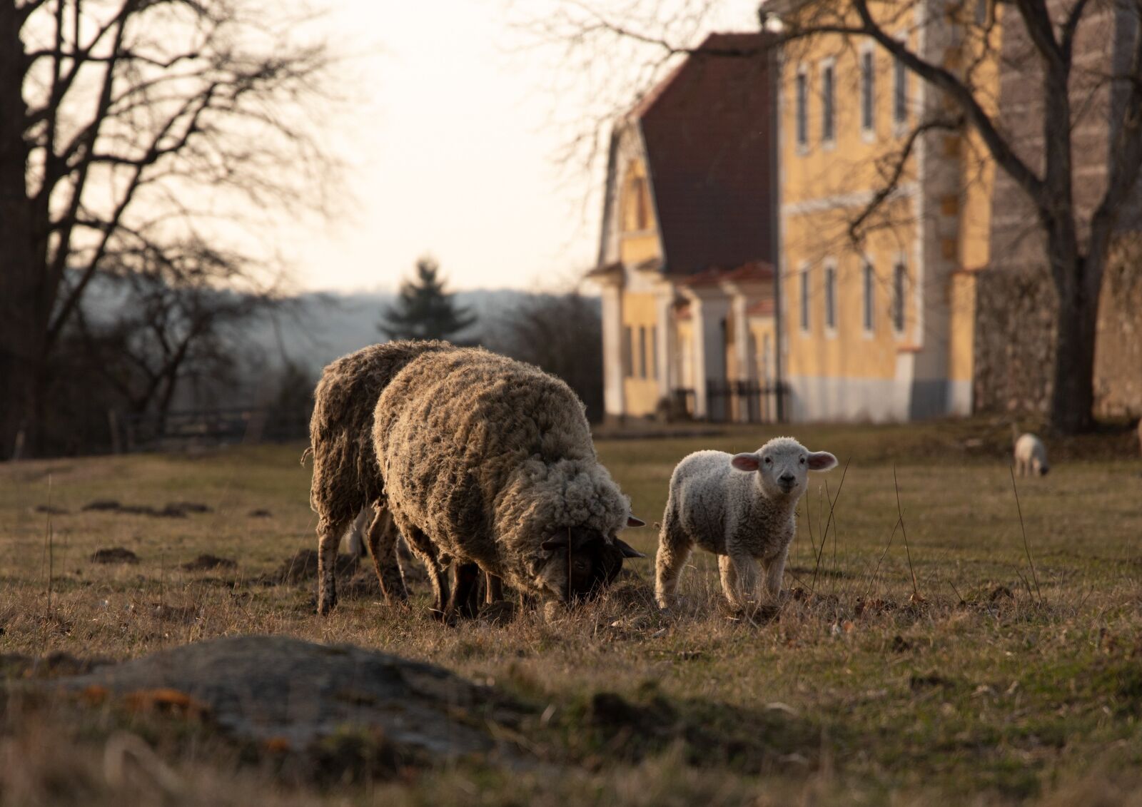 Nikon D750 sample photo. Sheep, lamb, mammal photography