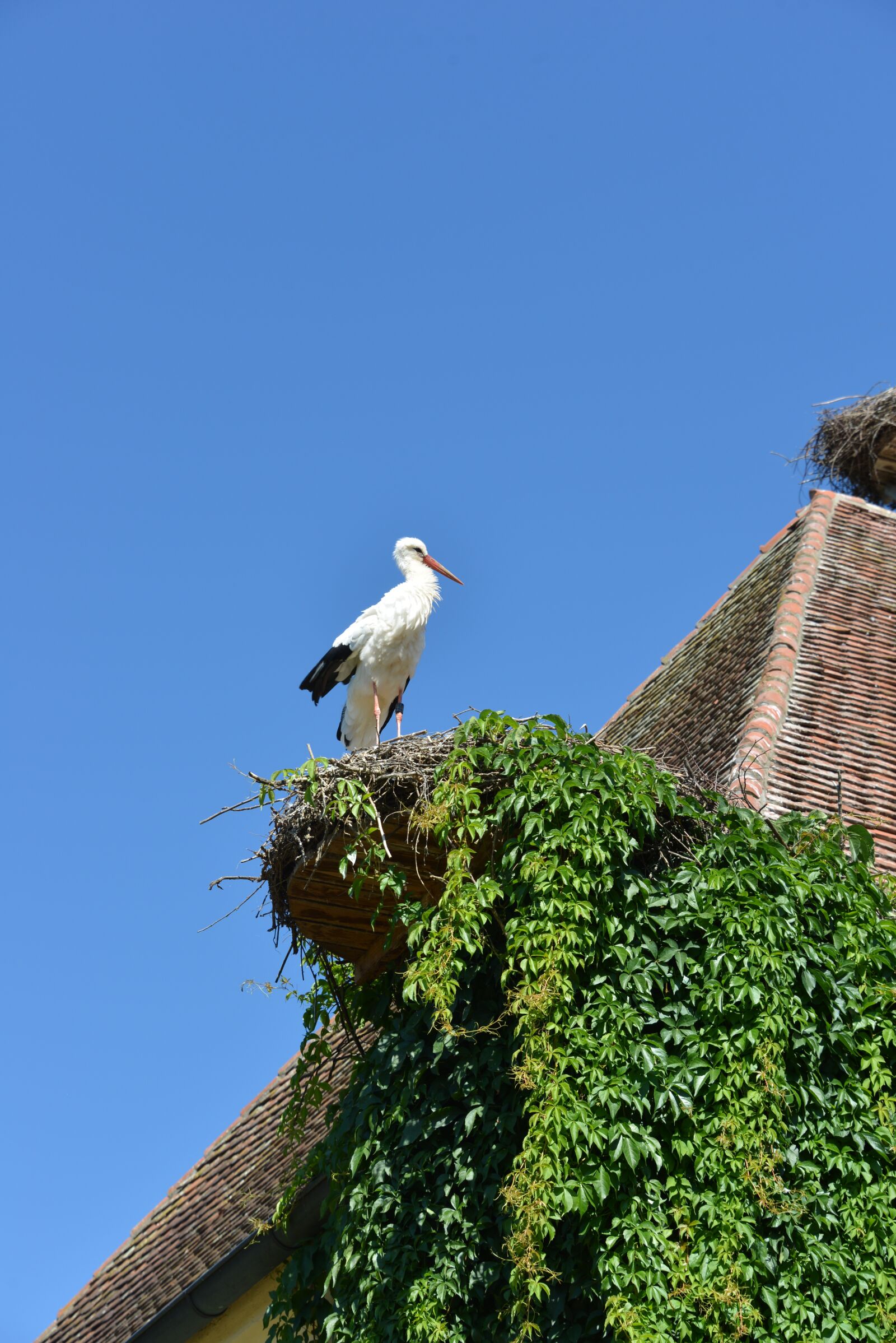 Nikon D600 sample photo. Stork, bird, animal photography