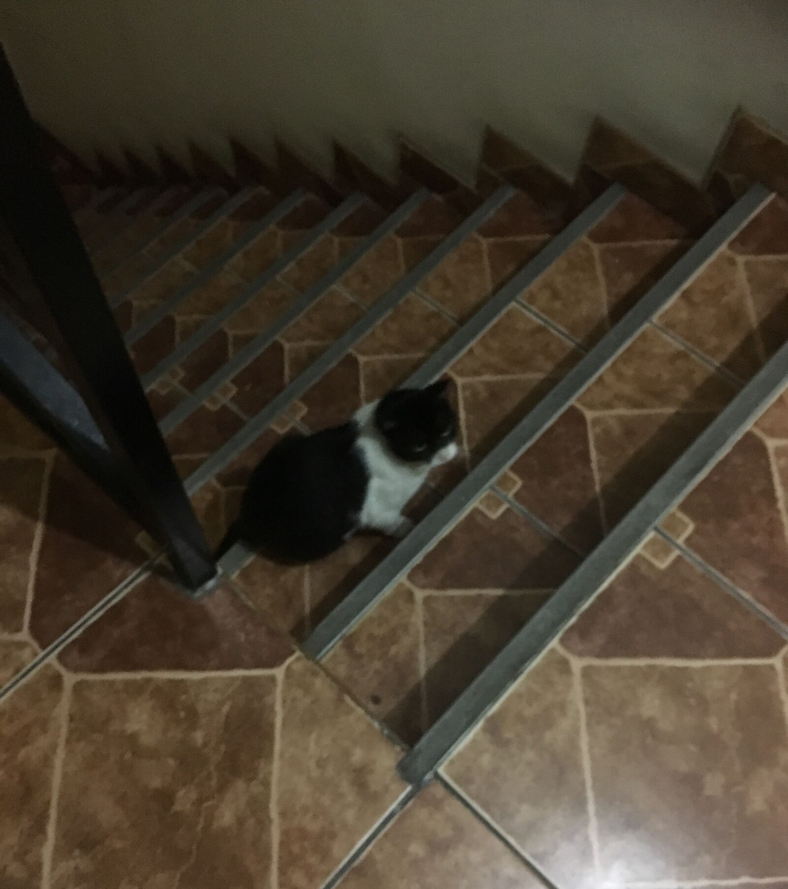 iPhone SE back camera 4.15mm f/2.2 sample photo. Cats, pets, animals photography