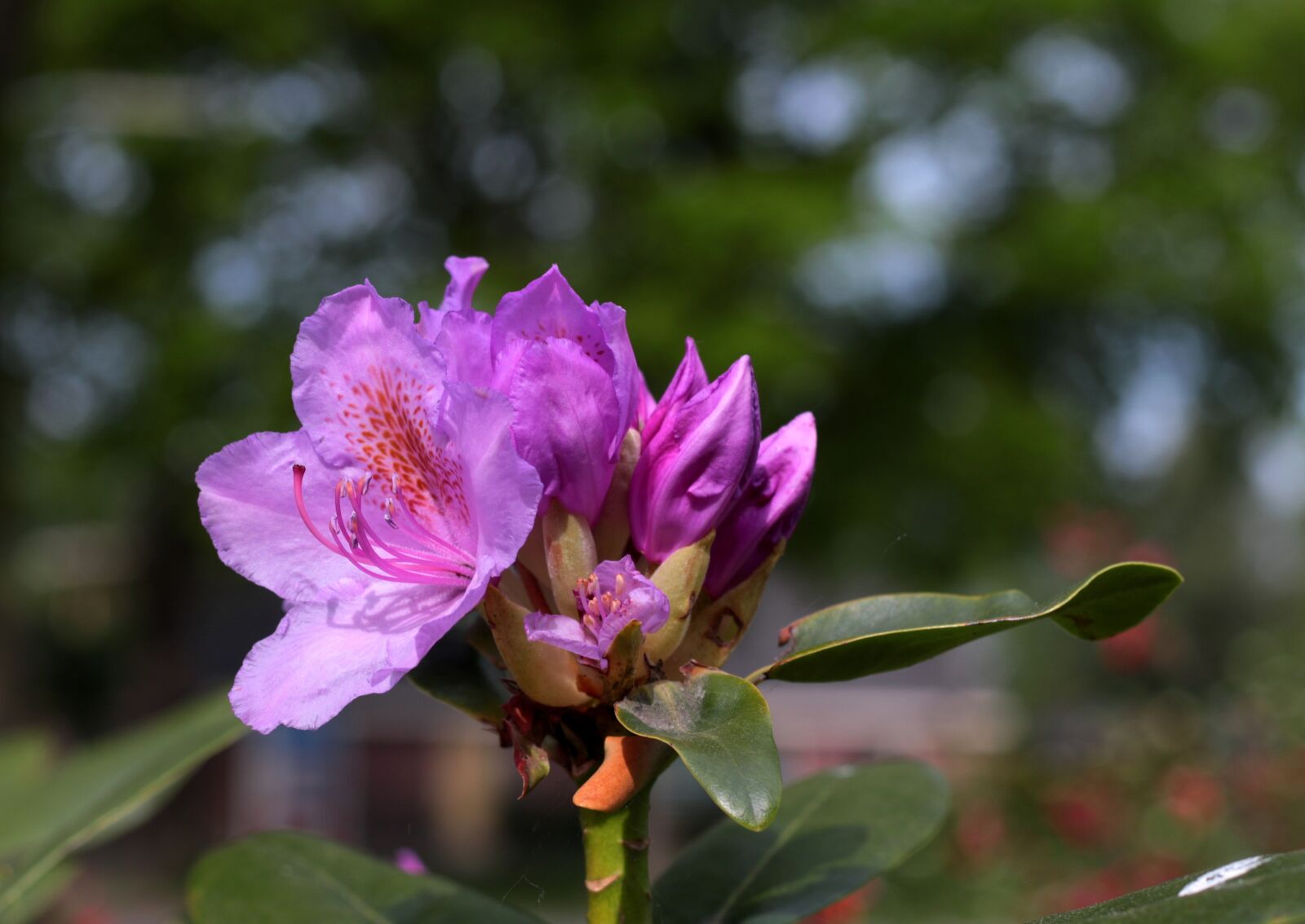 Canon EOS 7D Mark II sample photo. Rhododendron, pink, garden photography