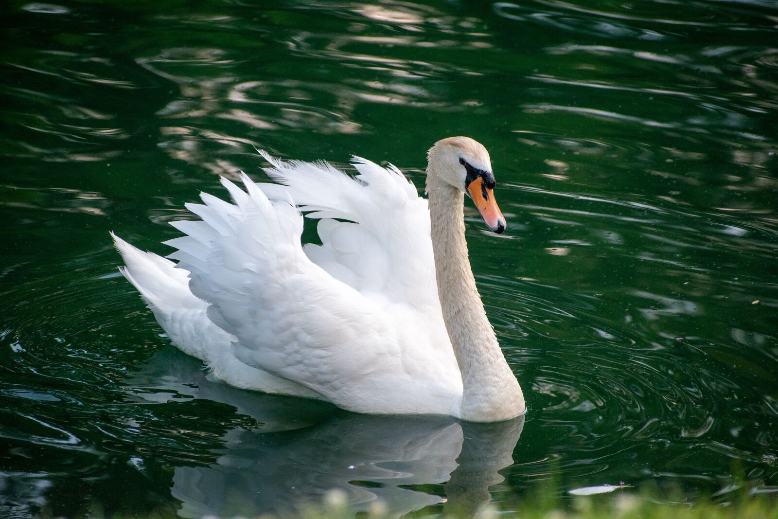 Nikon D3500 sample photo. Swan, mute swan, white photography
