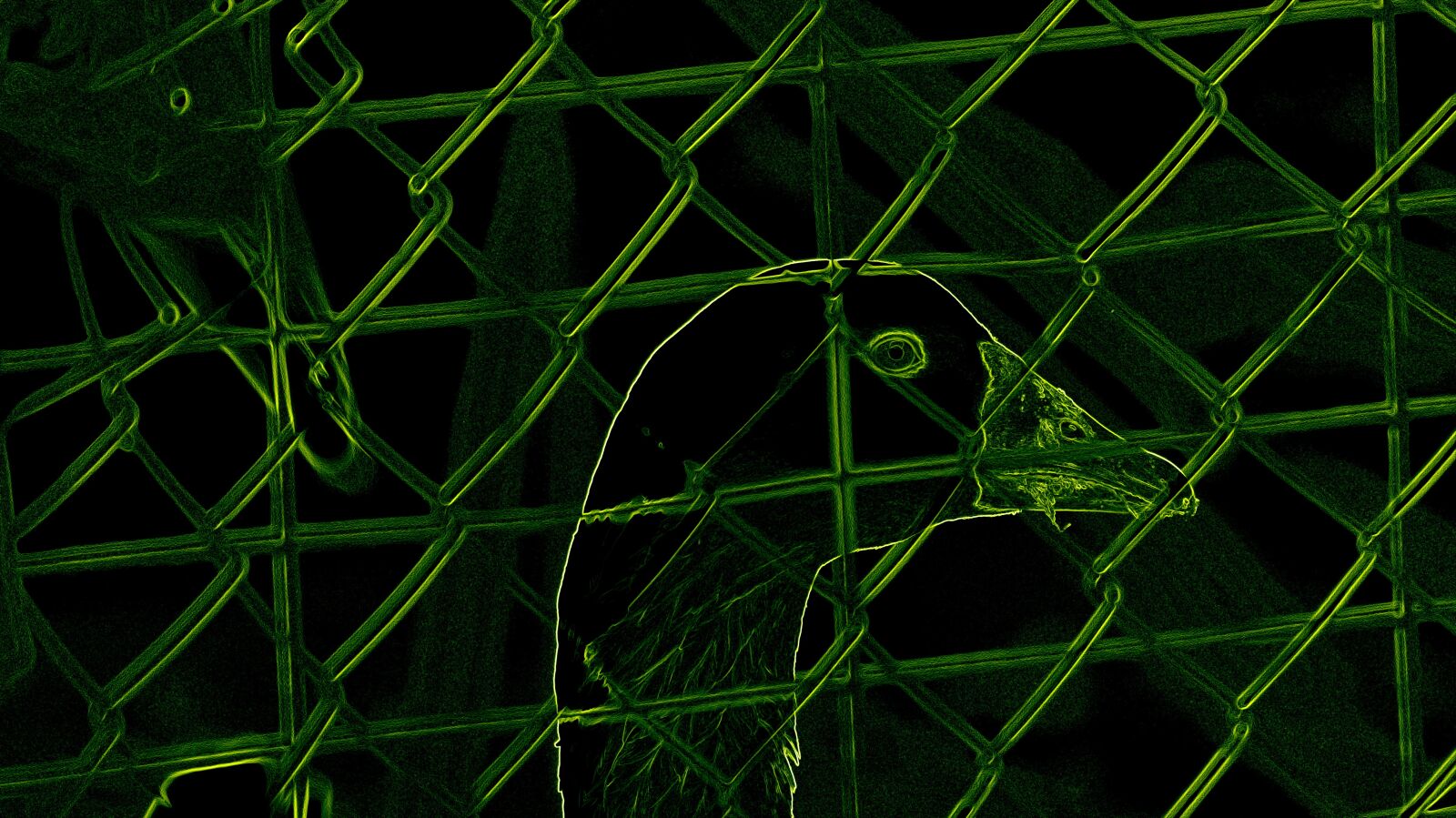 Sony SLT-A58 sample photo. Goose, wire fence, nature photography