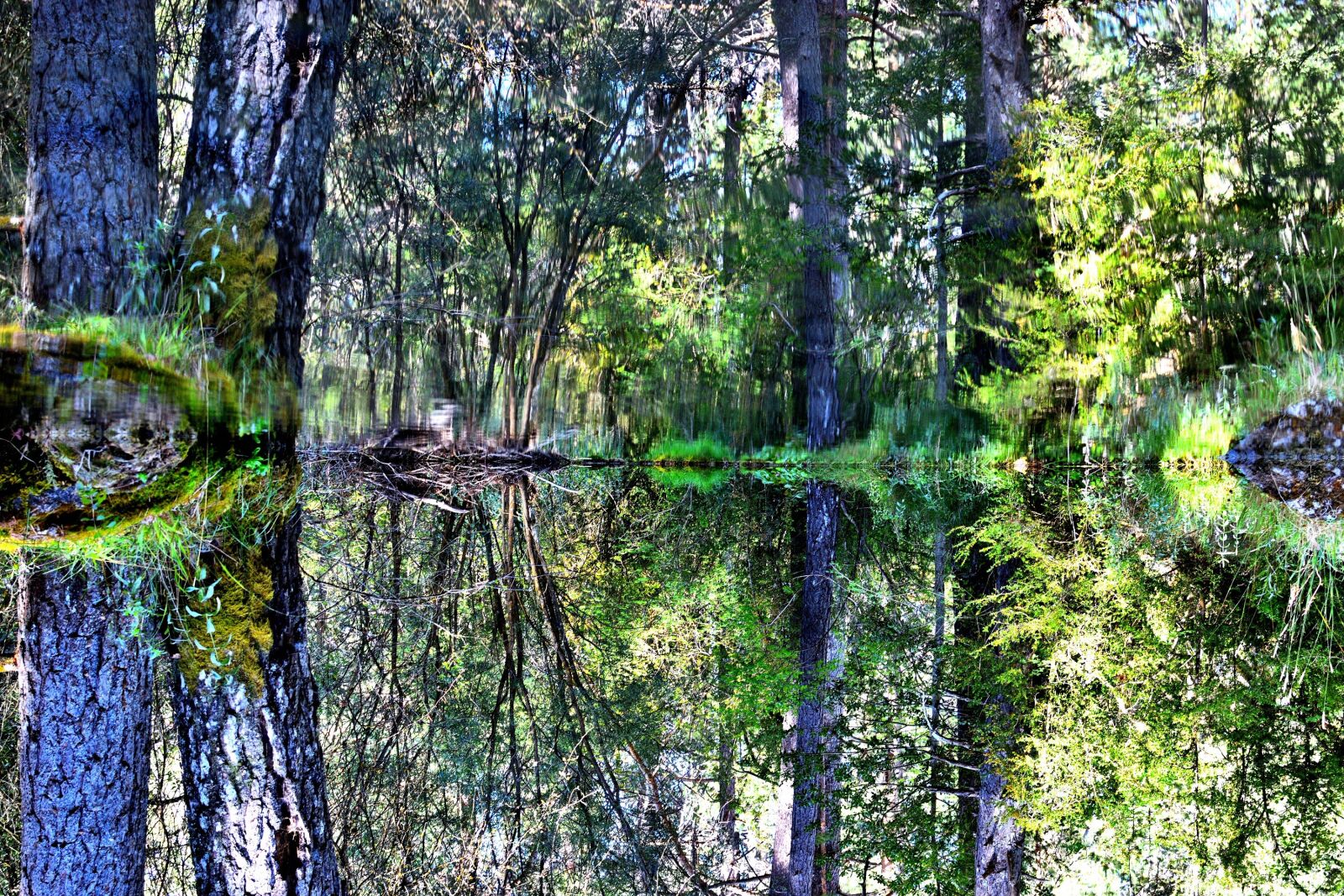Nikon D5600 sample photo. River, forest, trees photography