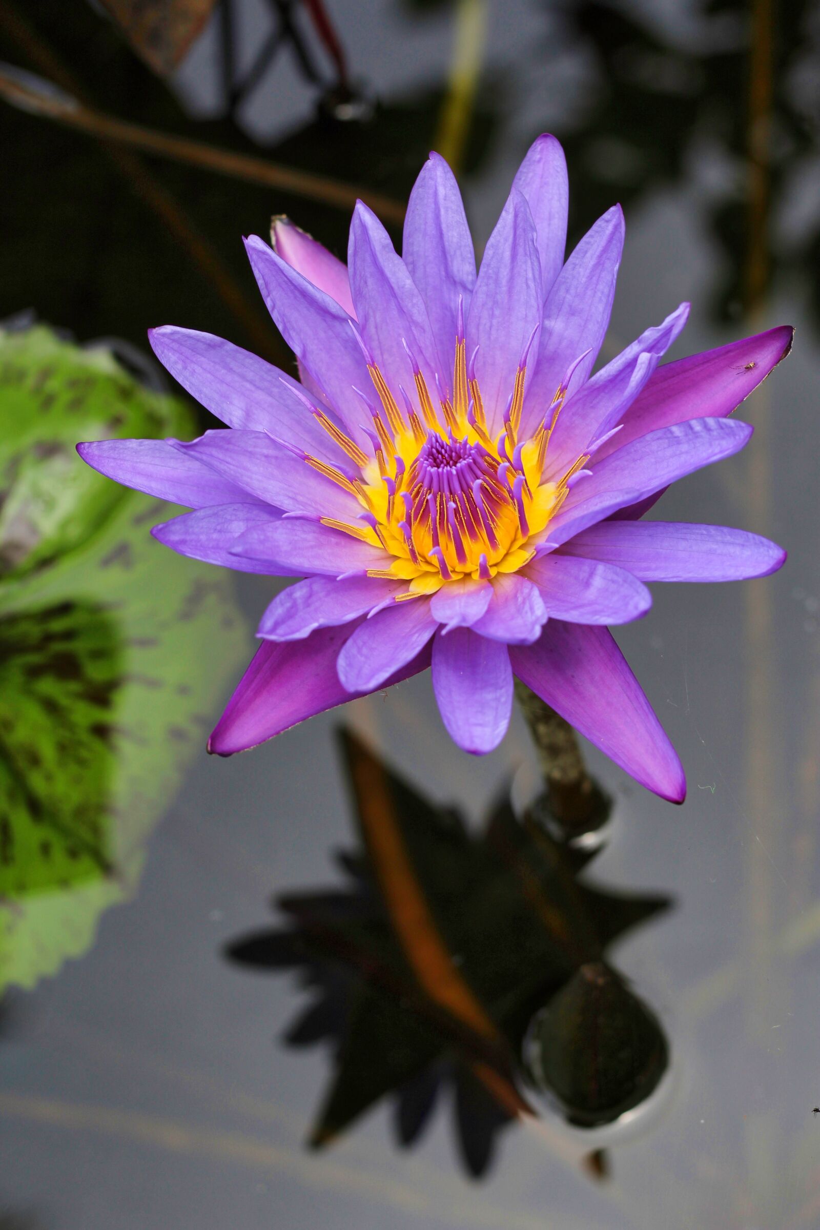 Canon EOS 1200D (EOS Rebel T5 / EOS Kiss X70 / EOS Hi) + Canon EF 50mm F1.8 STM sample photo. Water lily, aquatic plant photography