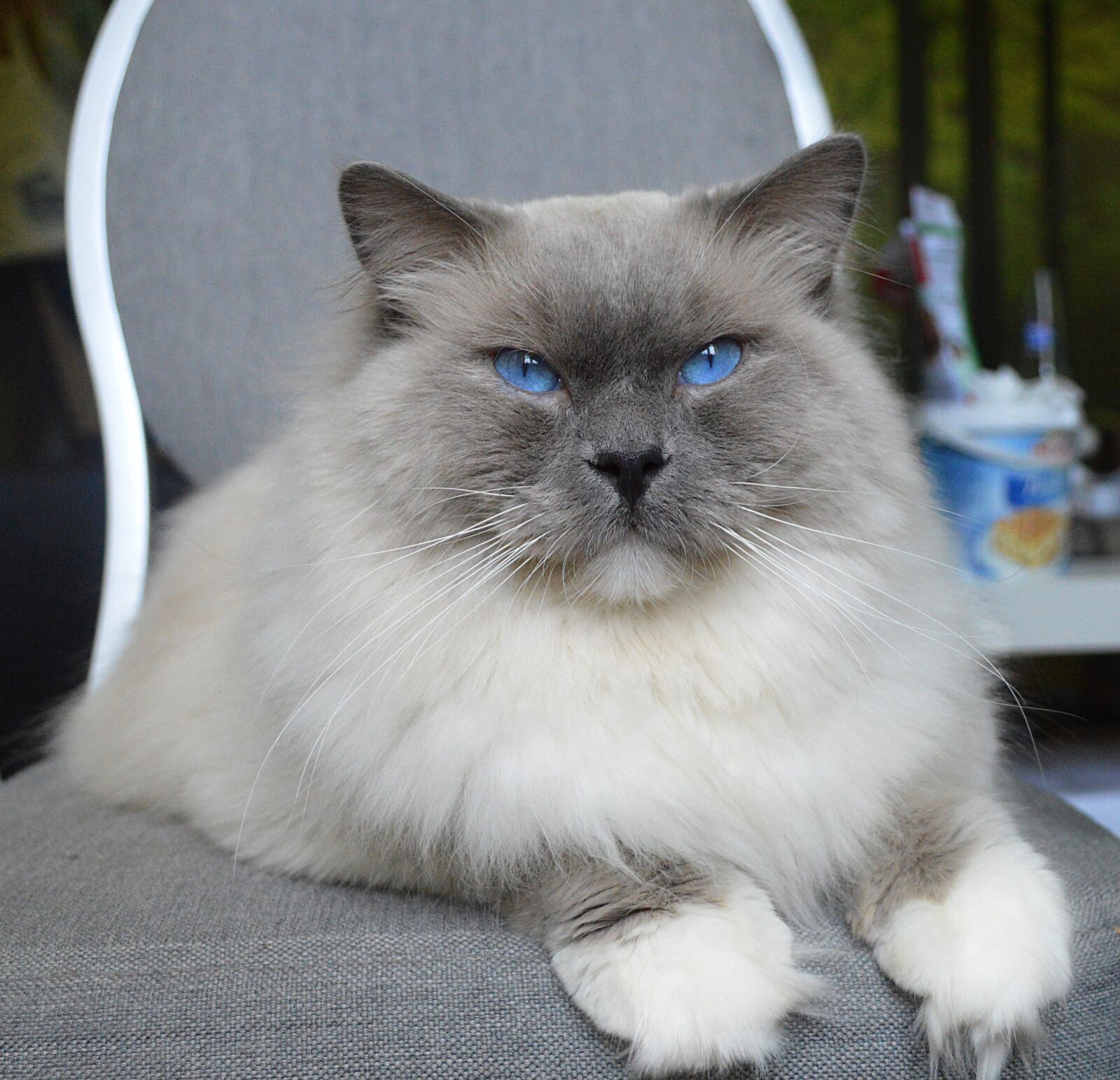 Nikon D3200 sample photo. Ragdoll, cat, kittens photography