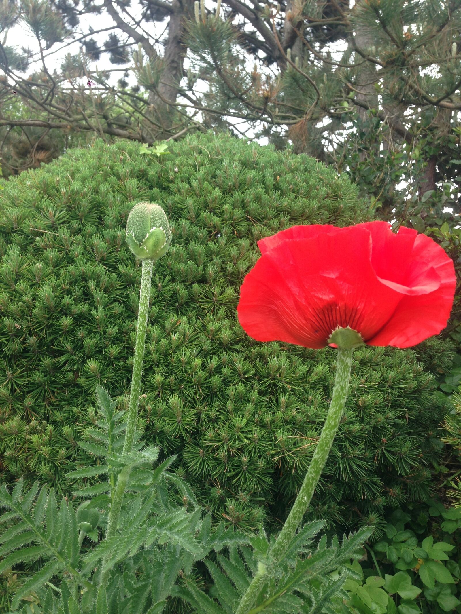 iPhone 5 back camera 4.12mm f/2.4 sample photo. Poppy, pine, red photography