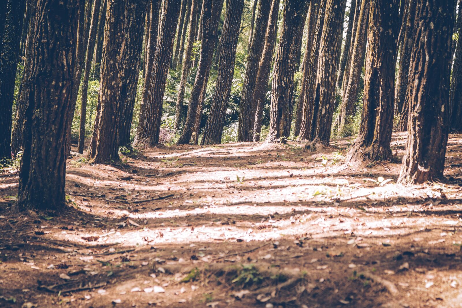 Canon EOS 750D (EOS Rebel T6i / EOS Kiss X8i) sample photo. Pine forests, yogyakarta, nature photography